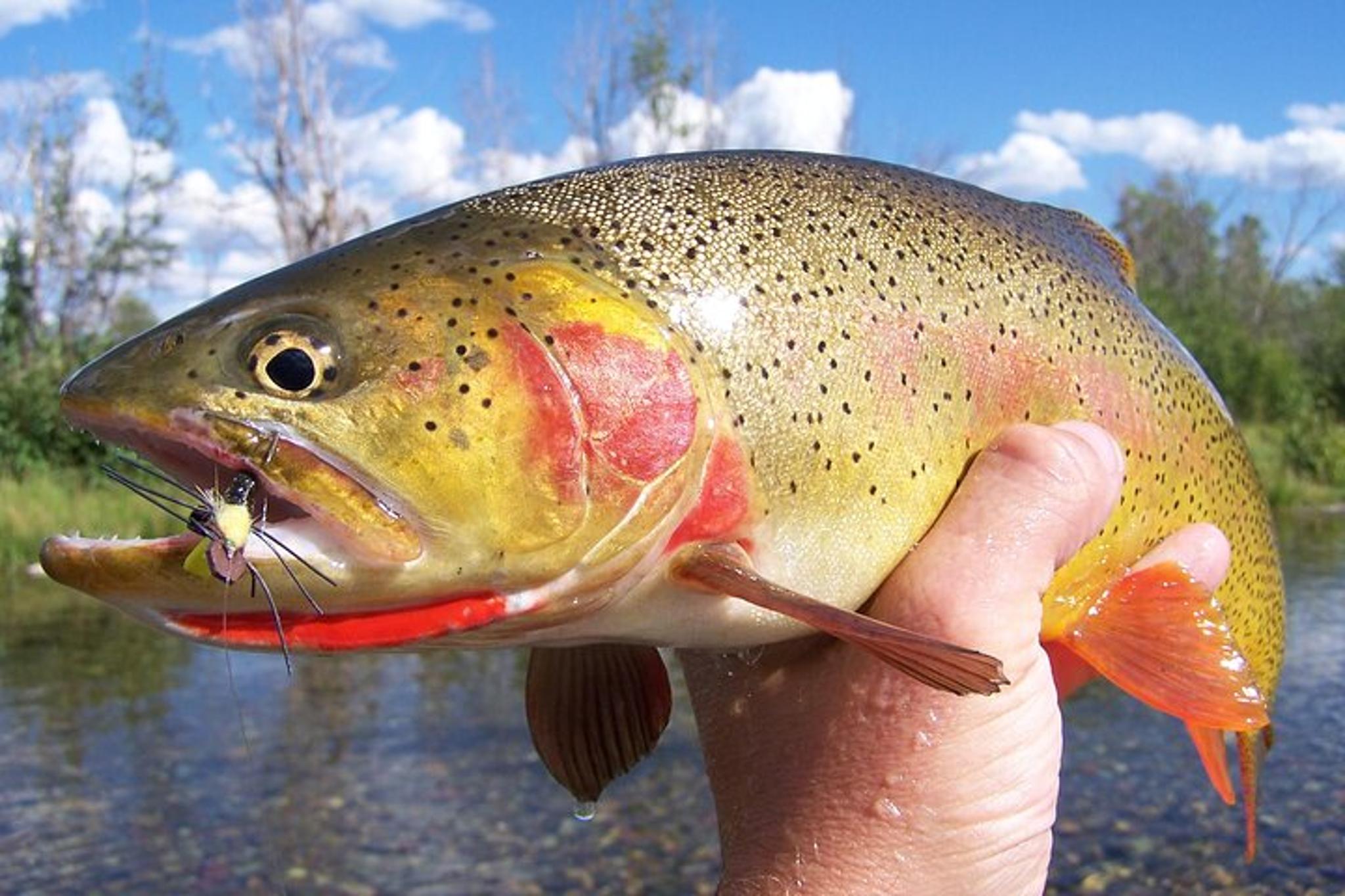 Jackson Hole Fly Fishing Trip - Image 2
