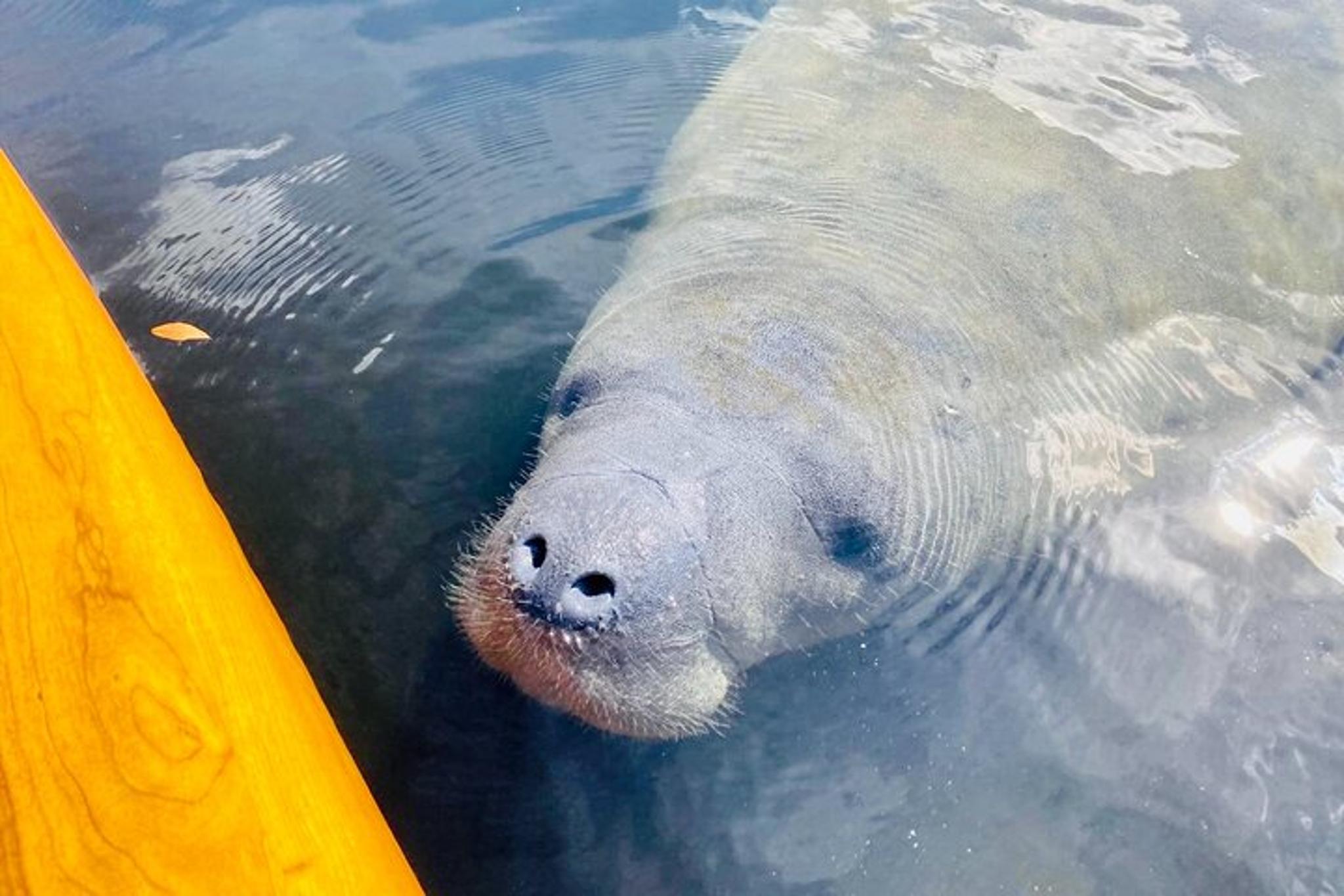 Orlando Manatee and Natural Spring Adventure Tour