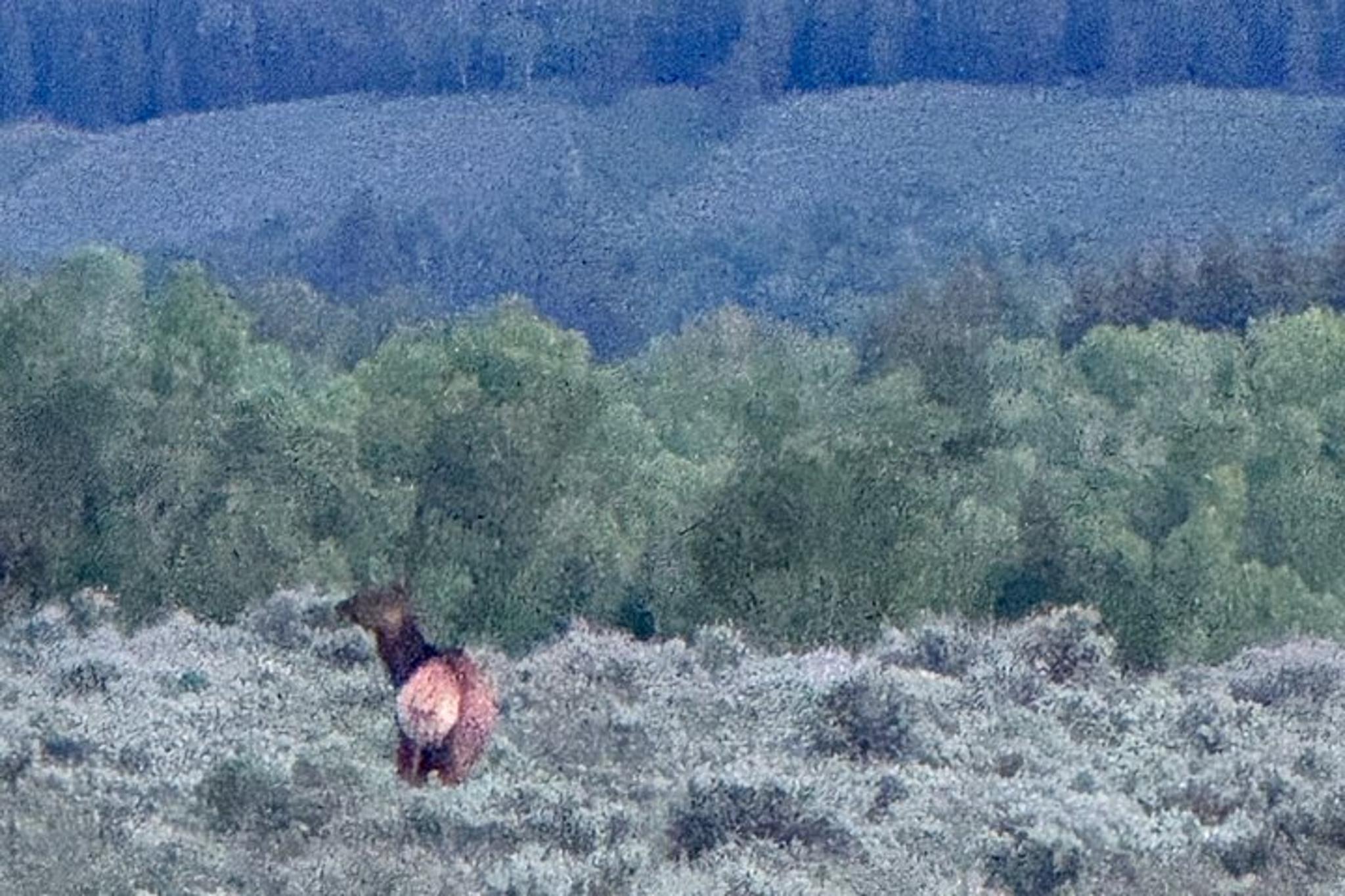 Grand Teton Scenic Sunrise Tour - Image 2