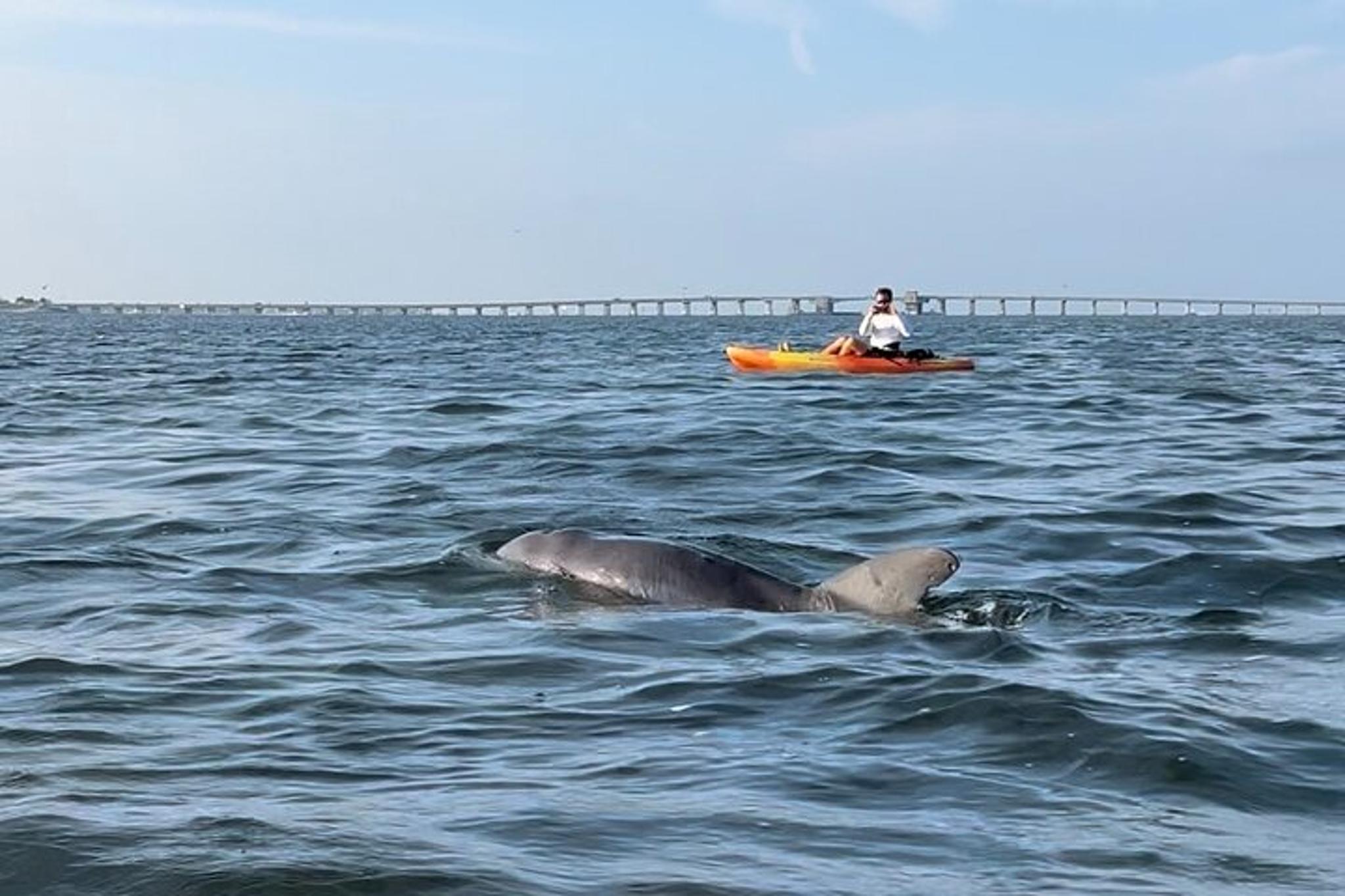 Anna Maria Island Kayaking with Dolphins at Sunset 2 hr - Image 4
