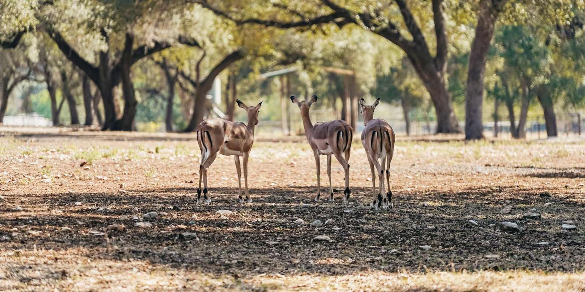 San Antonio Wildlife Safari Drive-Thru - Image 4