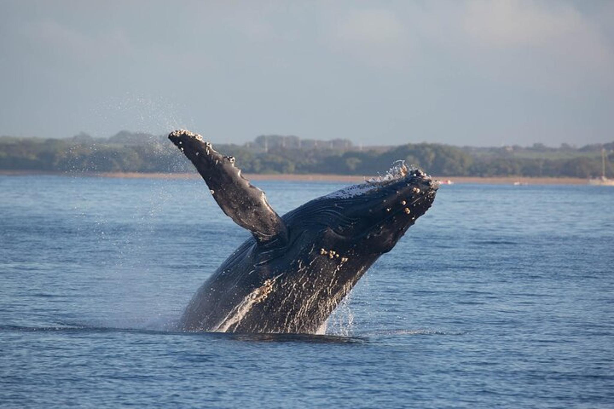 Waikiki Catamaran Whale Watch 2 hr - Image 2