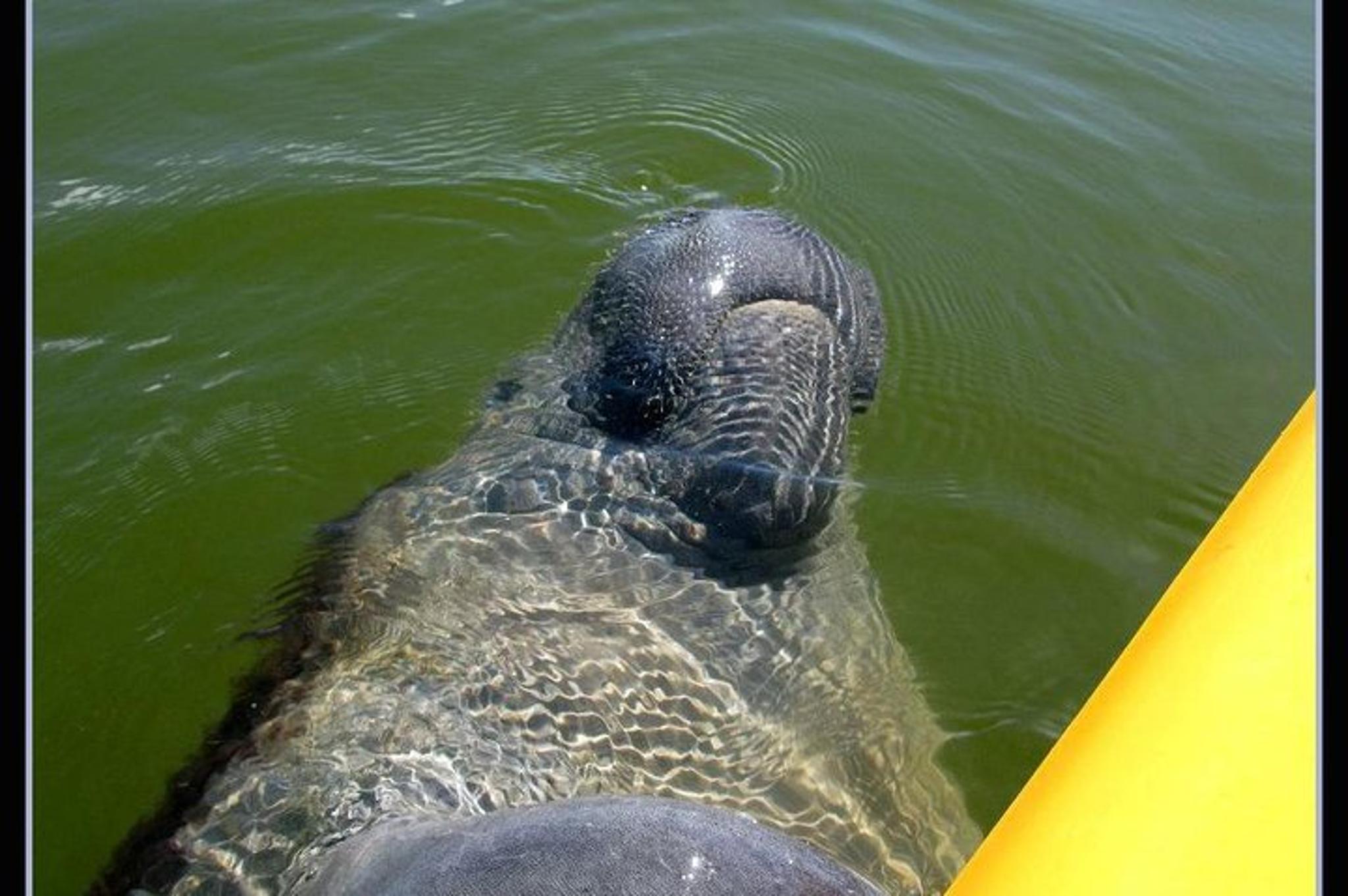 Everglades Eco Tour with Boat, Kayak, and Walk