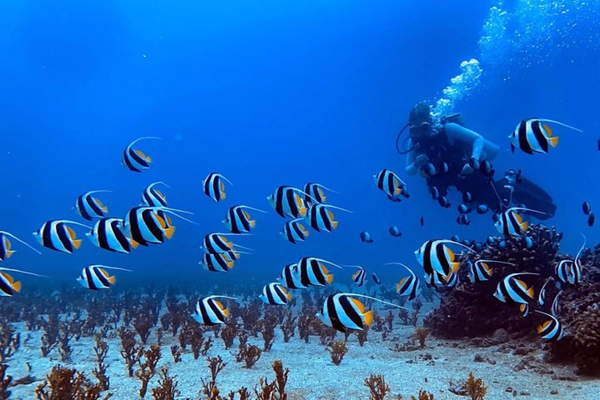 Lahaina Snorkel and SCUBA Adventure - Image 2