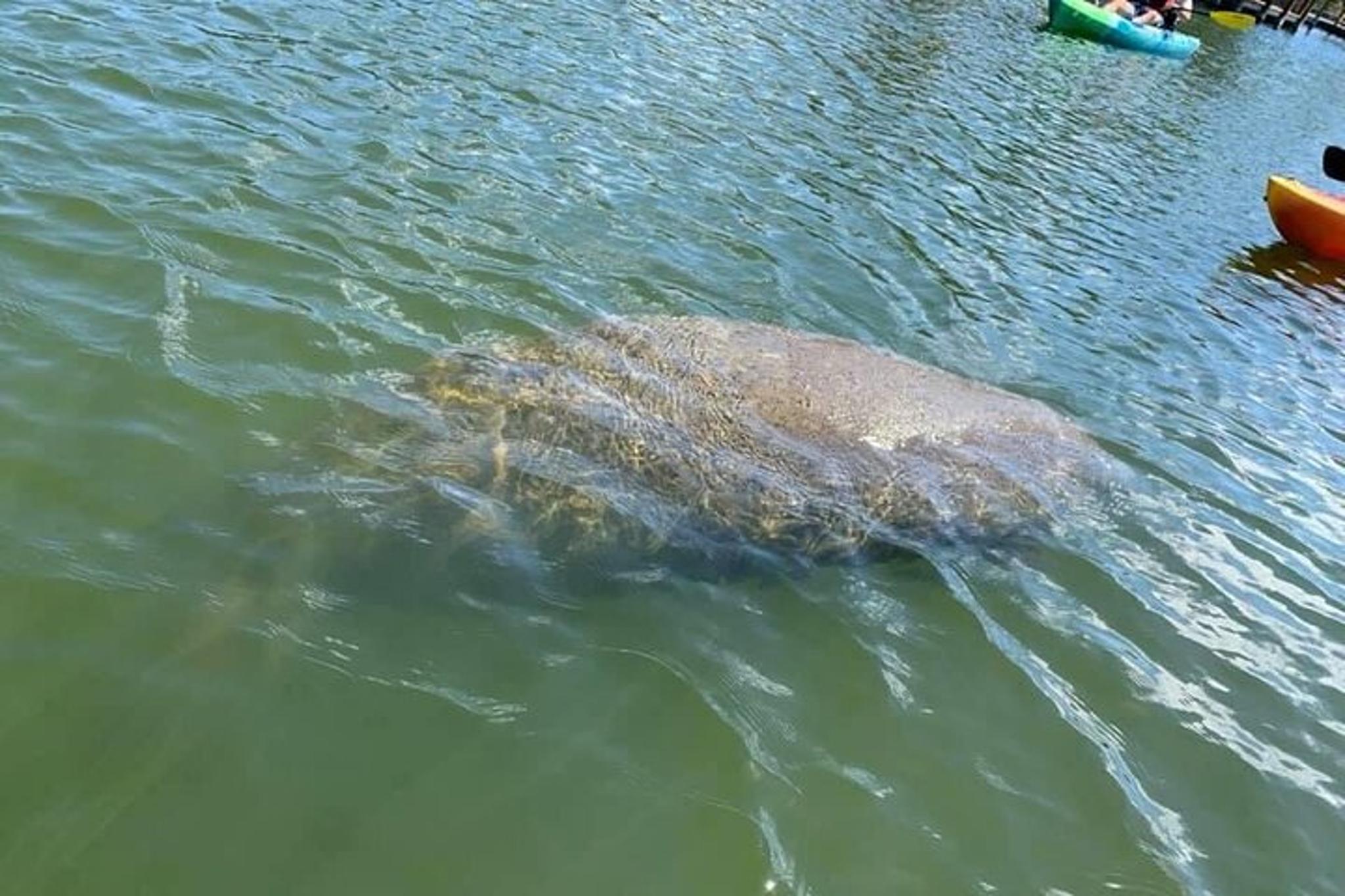 Cocoa Beach Manatee and Dolphin Kayak Tour - Image 4