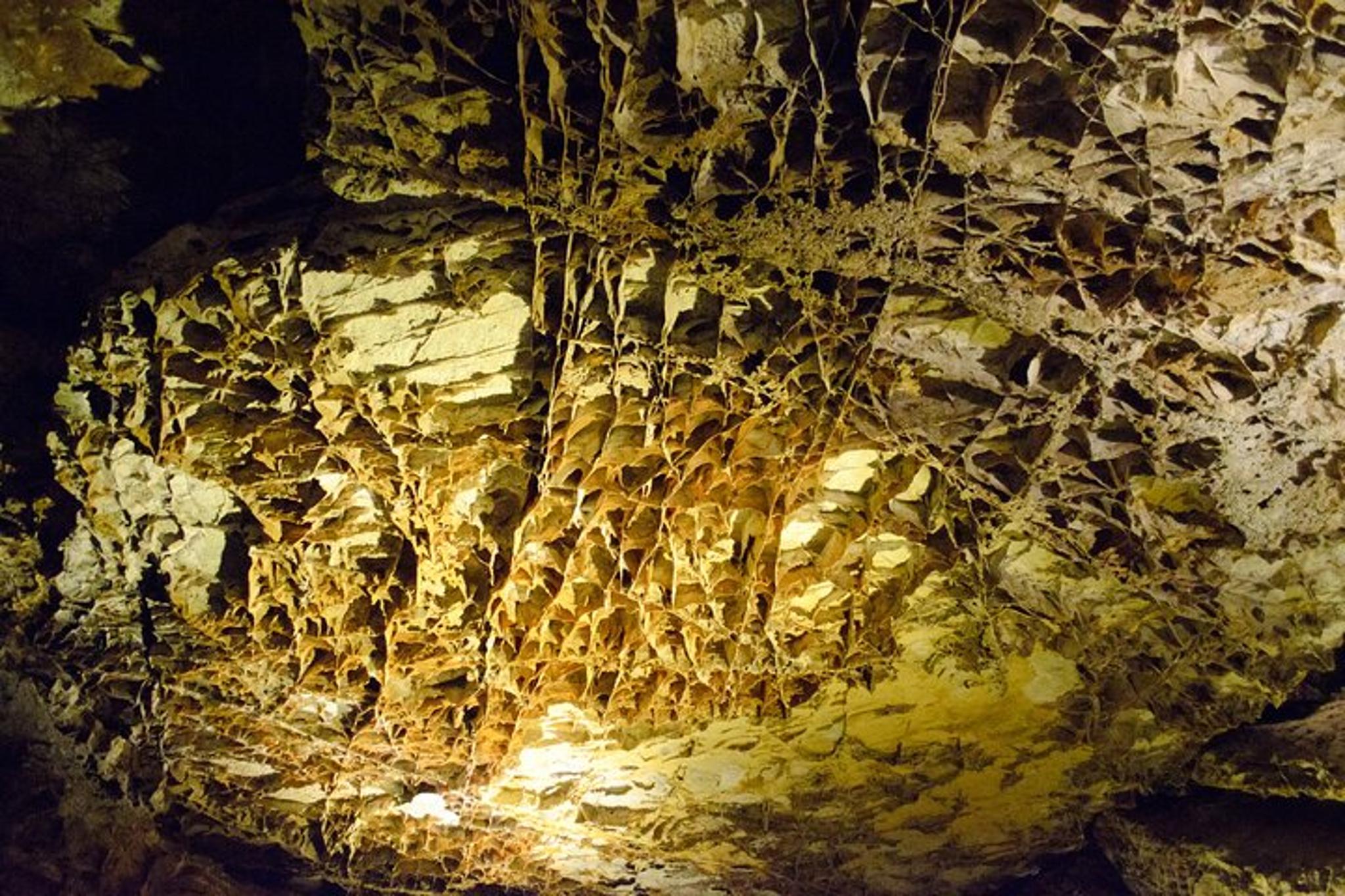 Southern Black Hills Wind Cave and Wildlife Tour - Image 4