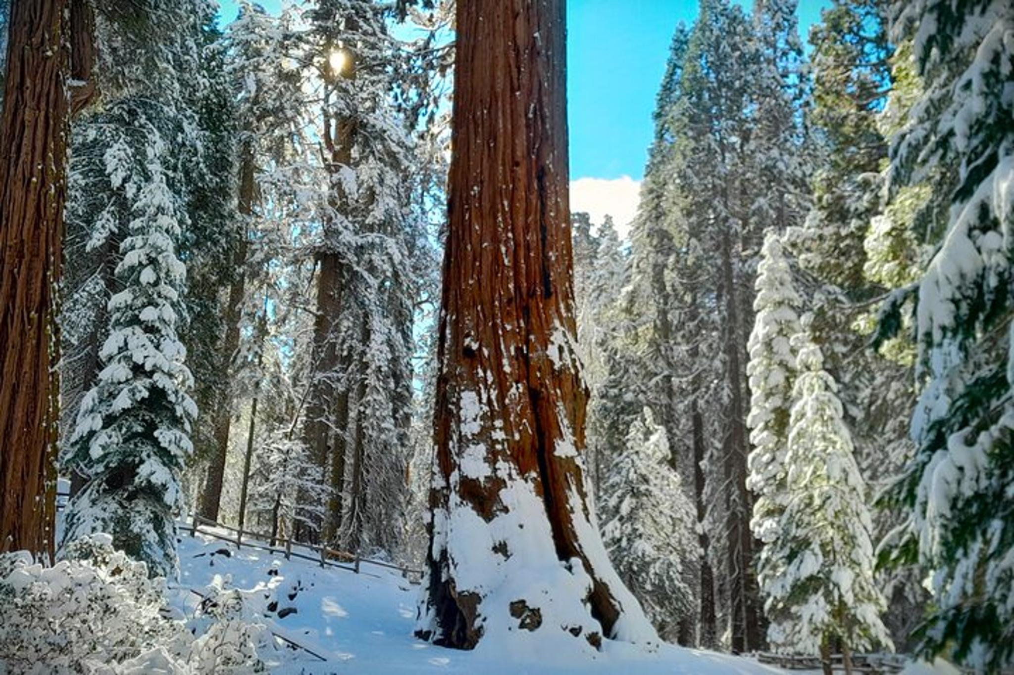 Fresno Sequoia Winter Tour 4 hr - Image 2