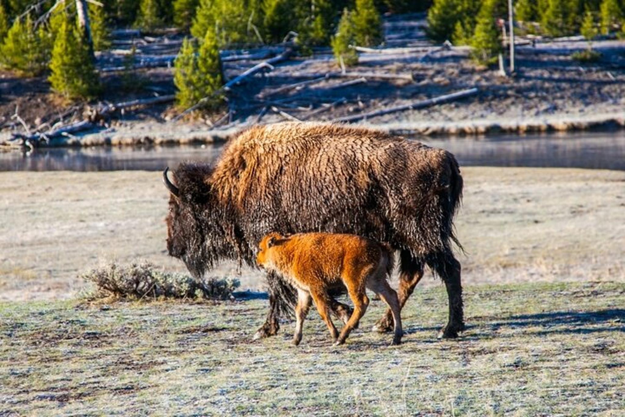 Bozeman Yellowstone Tour - Image 4