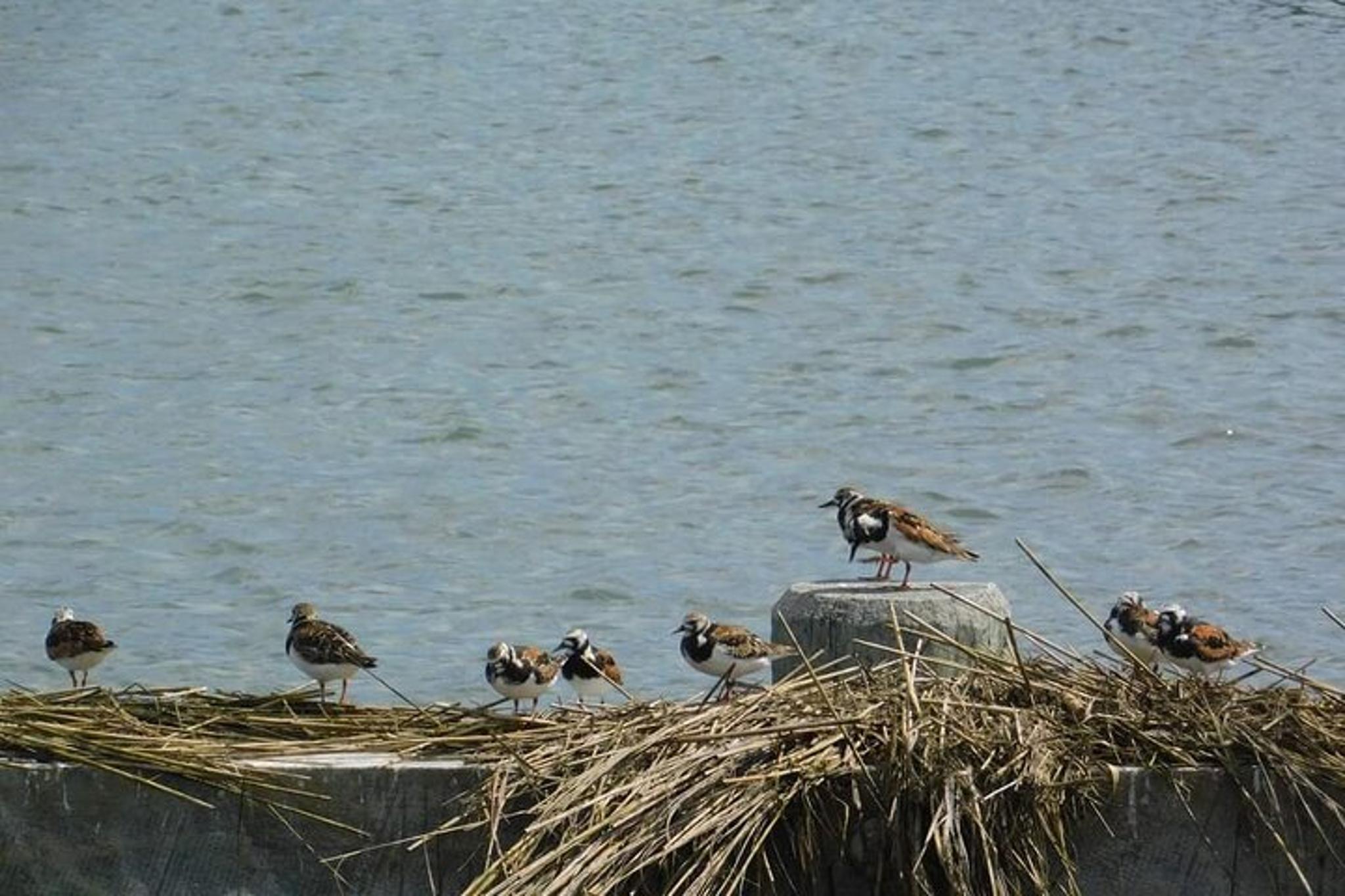 Cape May Eco-Cruise Osprey Birding 2 hr - Image 3