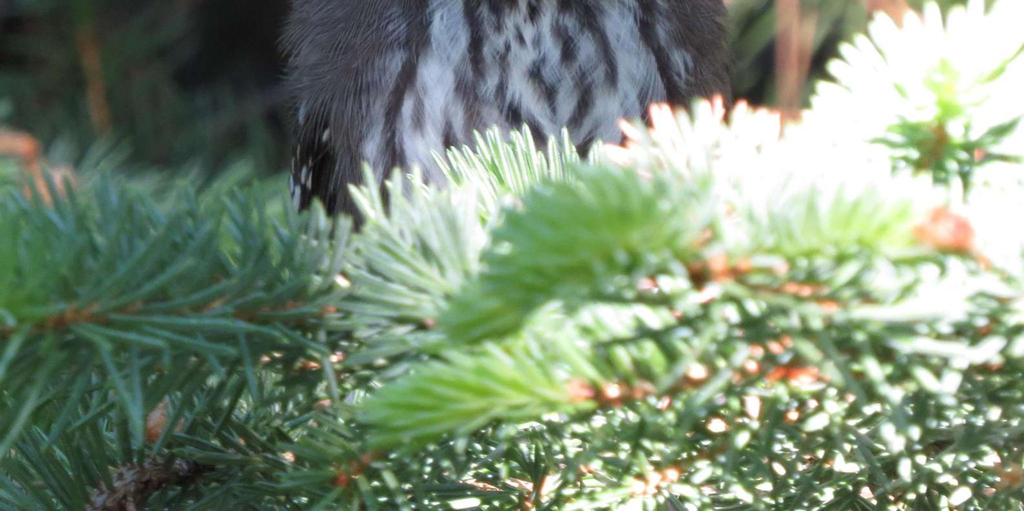 Estes Park Birds of Colorado Speaker Series