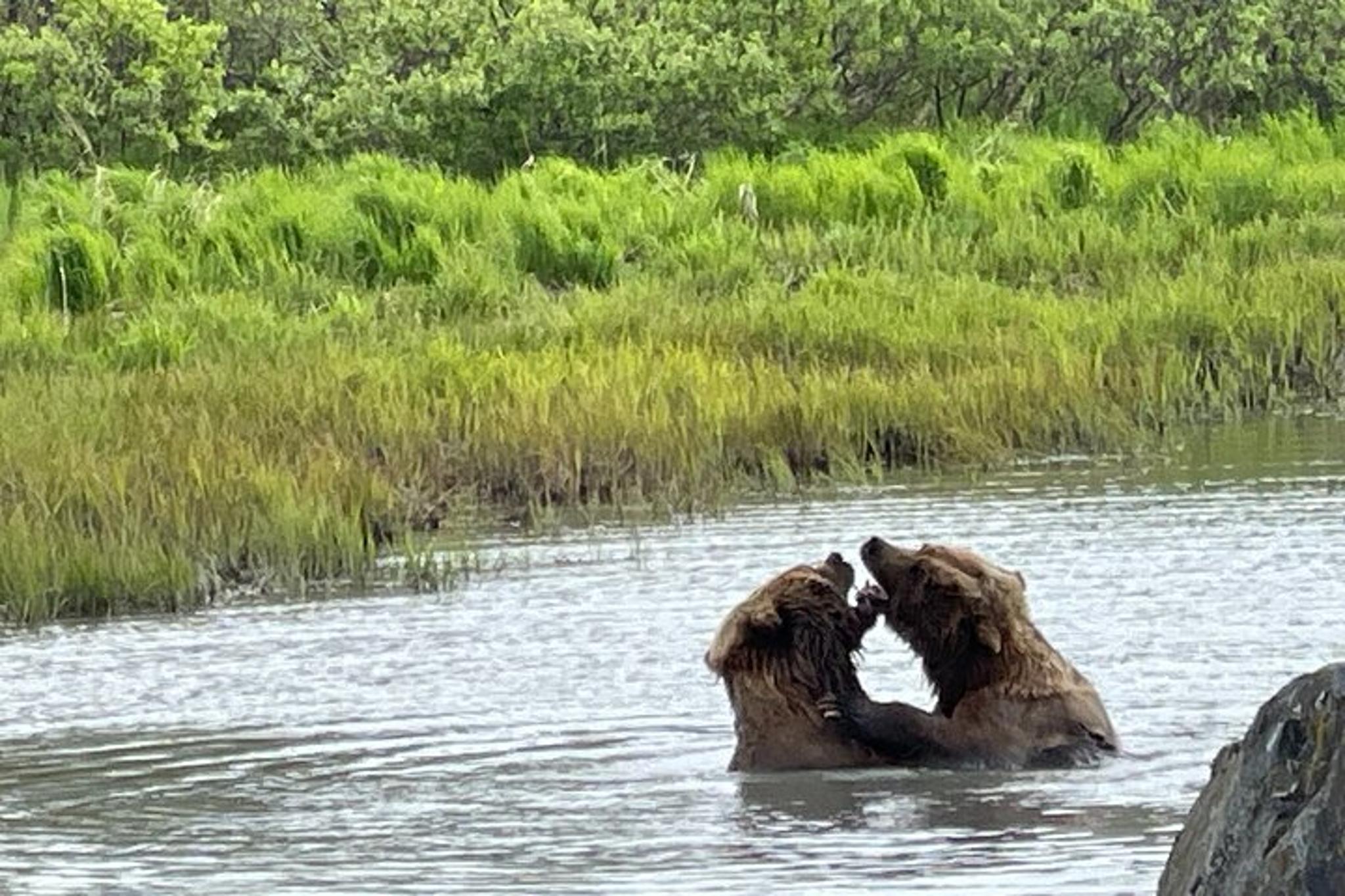 Anchorage Glacier and Wildlife Tour - Image 5