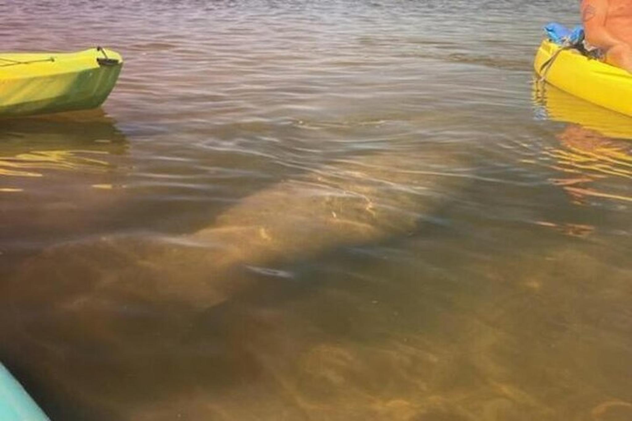 Tarpon Springs Kayaking Tour with Manatees and History - Image 3