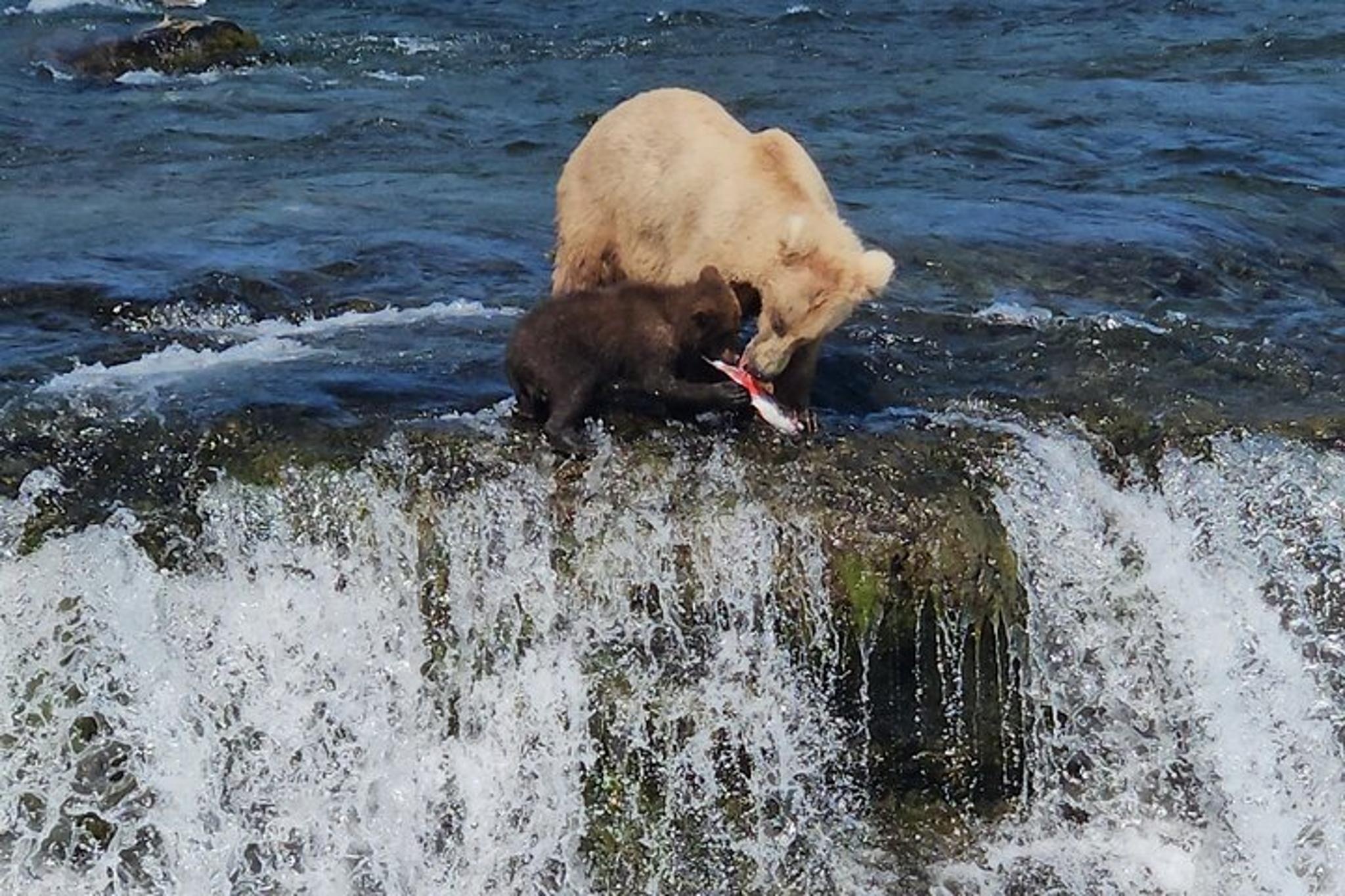 Homer Bear Viewing Tour at Brooks Falls - Image 3