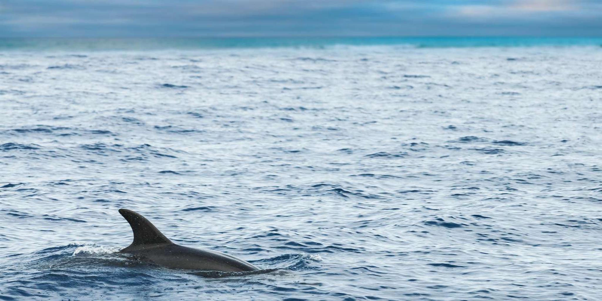 Key West Catamaran Dolphin Sail - Image 4