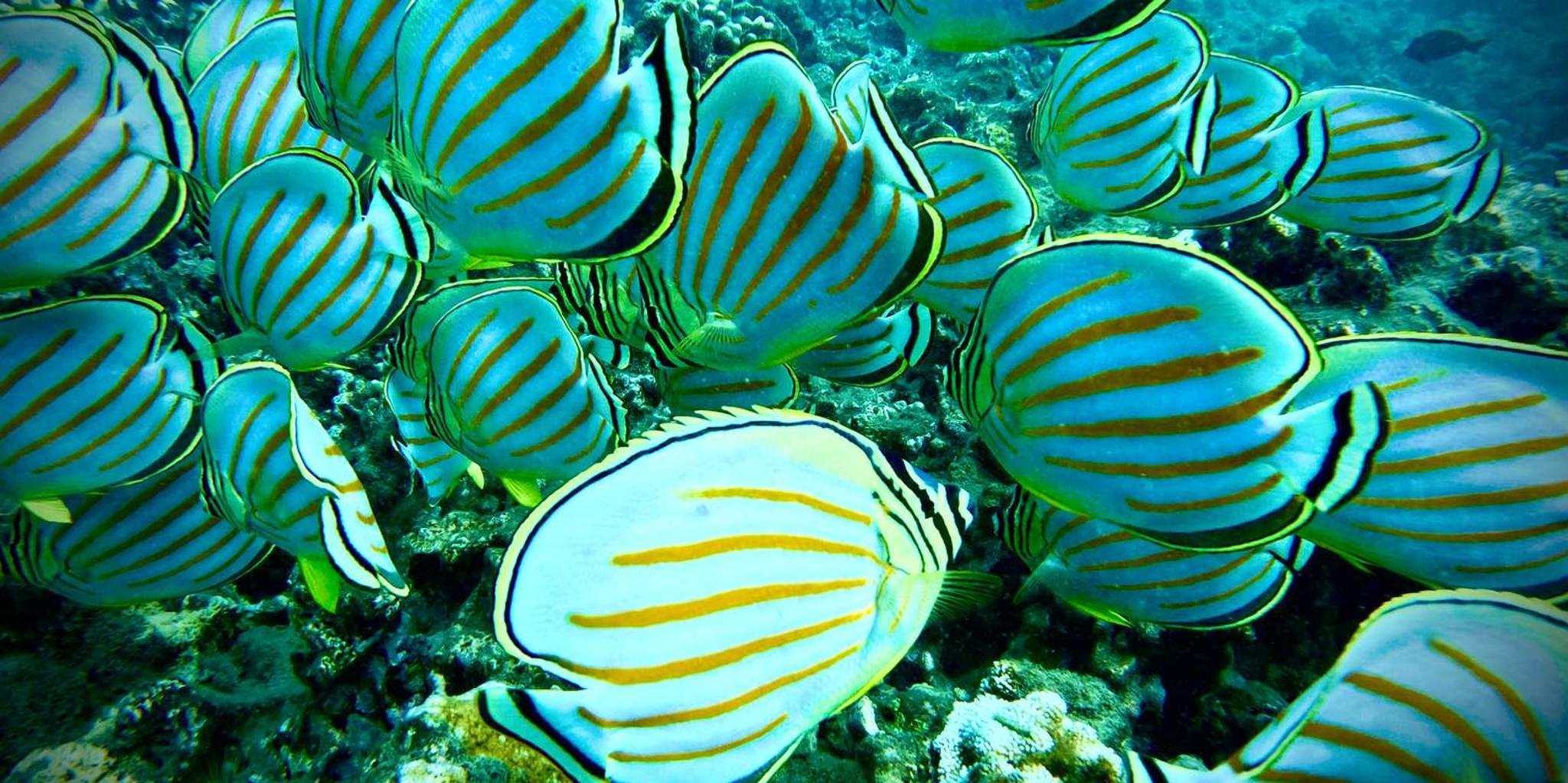 Maui Turtle Town Snorkeling Tour with Marine Biologist - Image 3