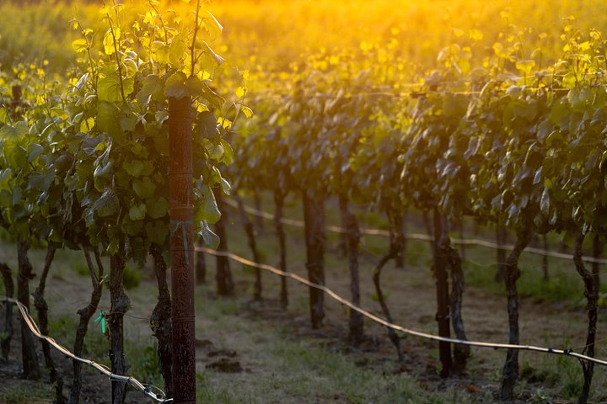 Paso Robles Wine Adventure - Image 5