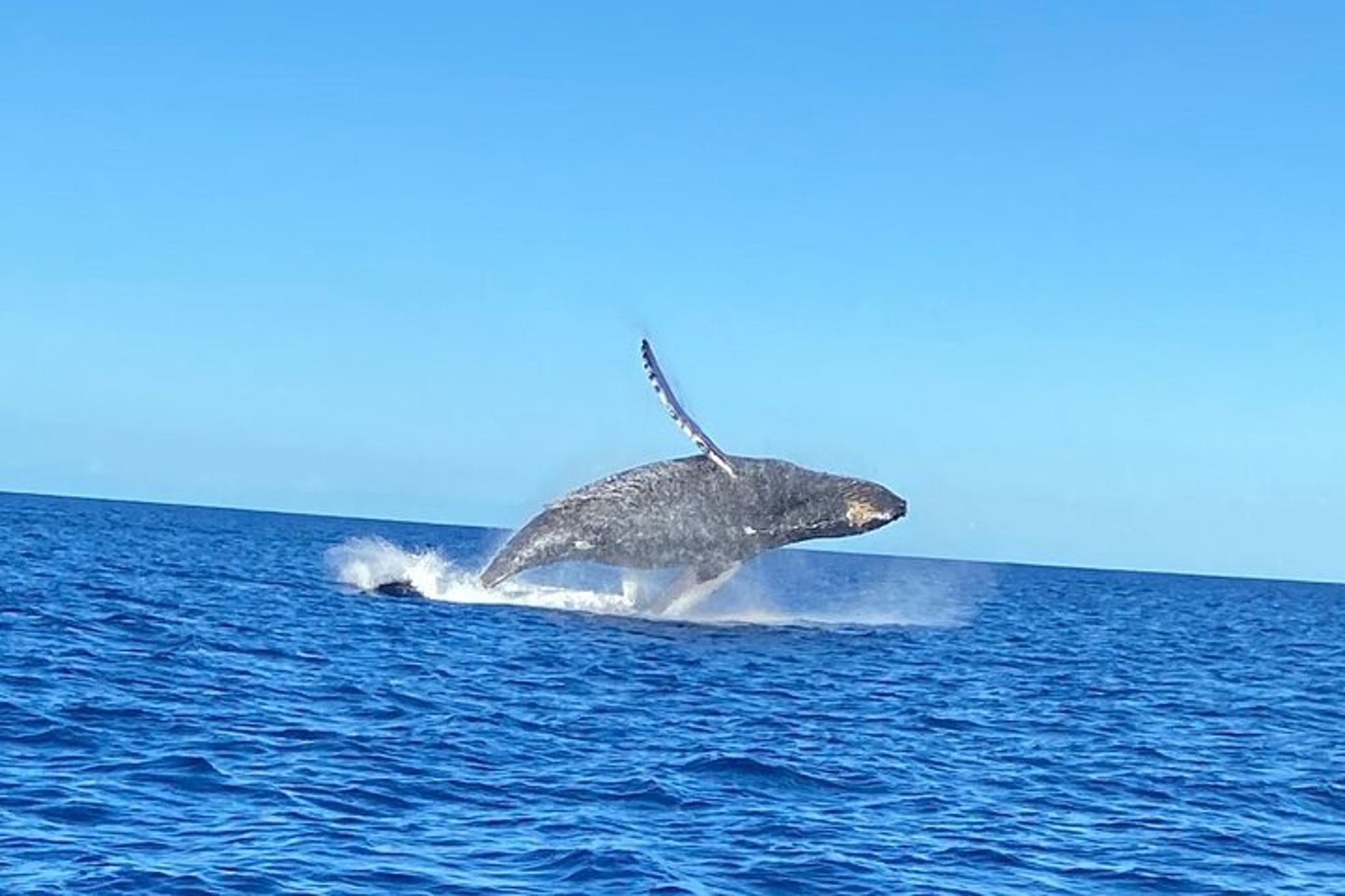 Kailua-Kona Whale Watching Tour - Image 3