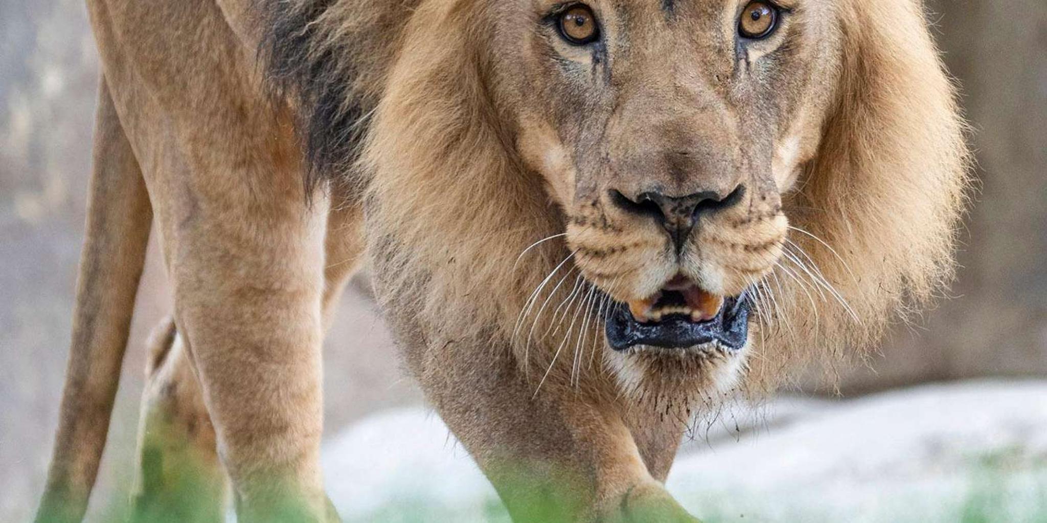 San Diego Zoo and Safari Park 2-Day Pass - Image 6