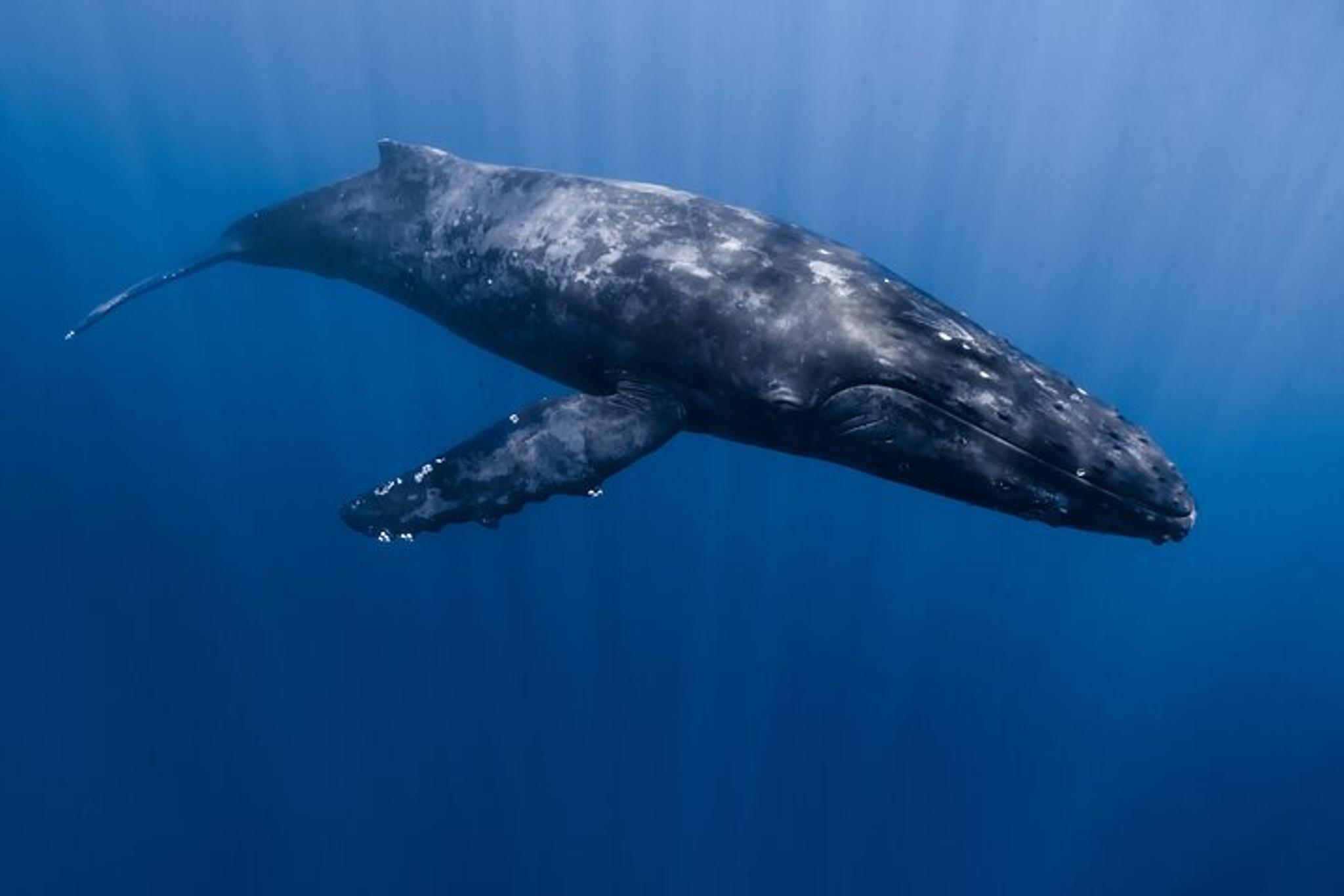 Kona Whale Watching Tour - Image 4