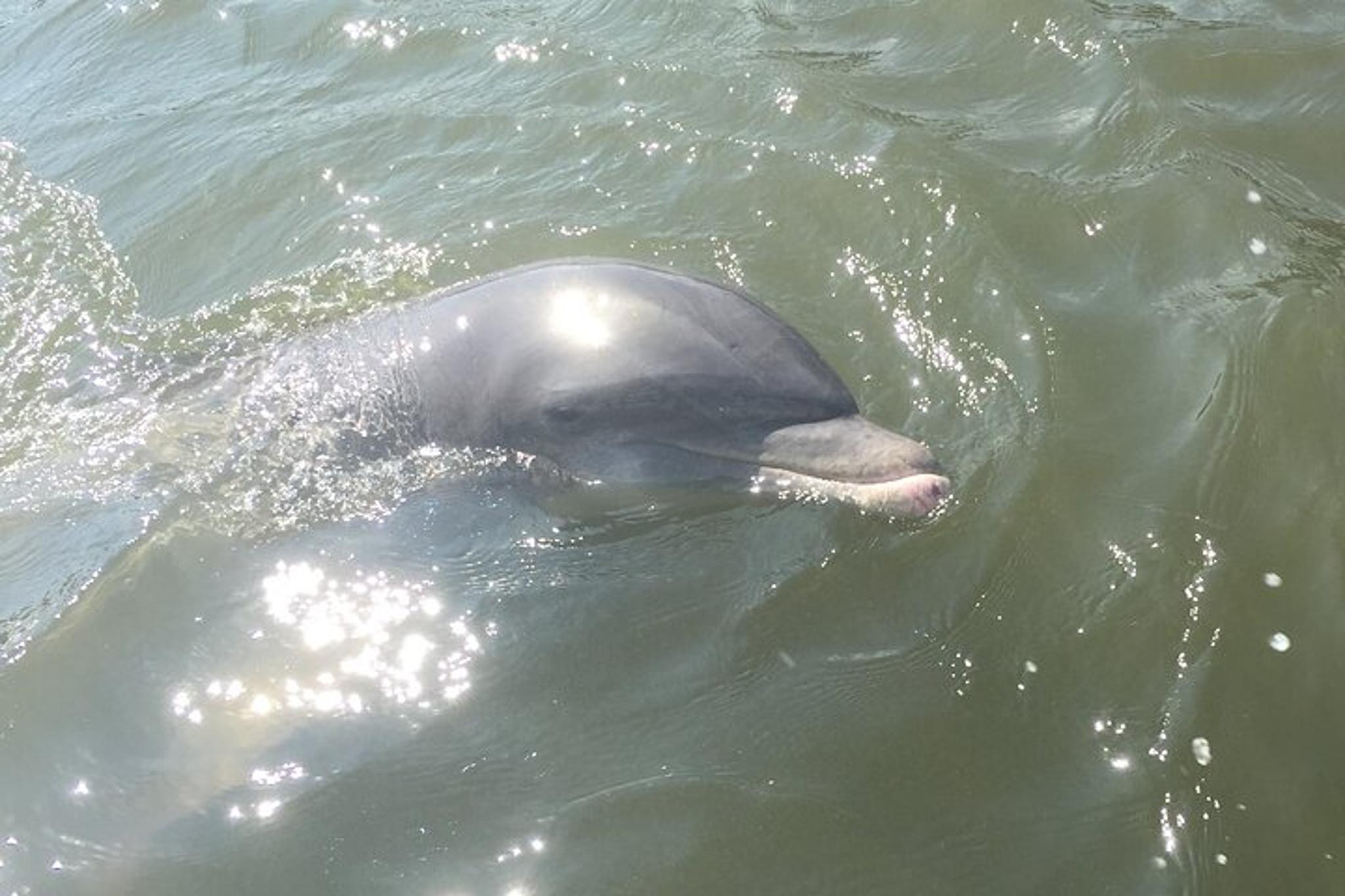 Marco Island Boat Tour - Image 4