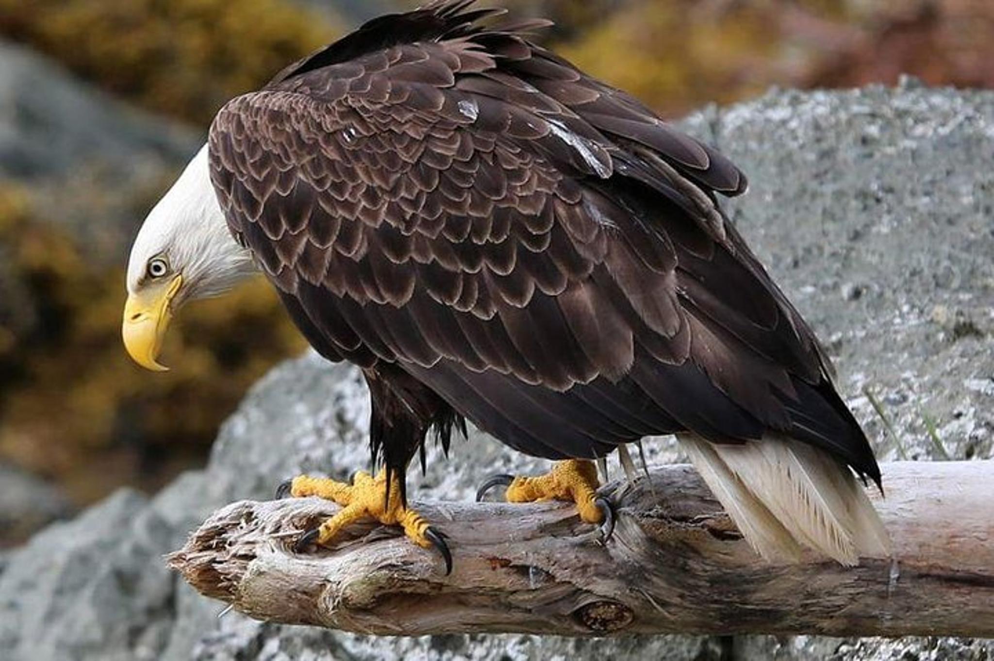 Ketchikan All In One Tour - Image 3