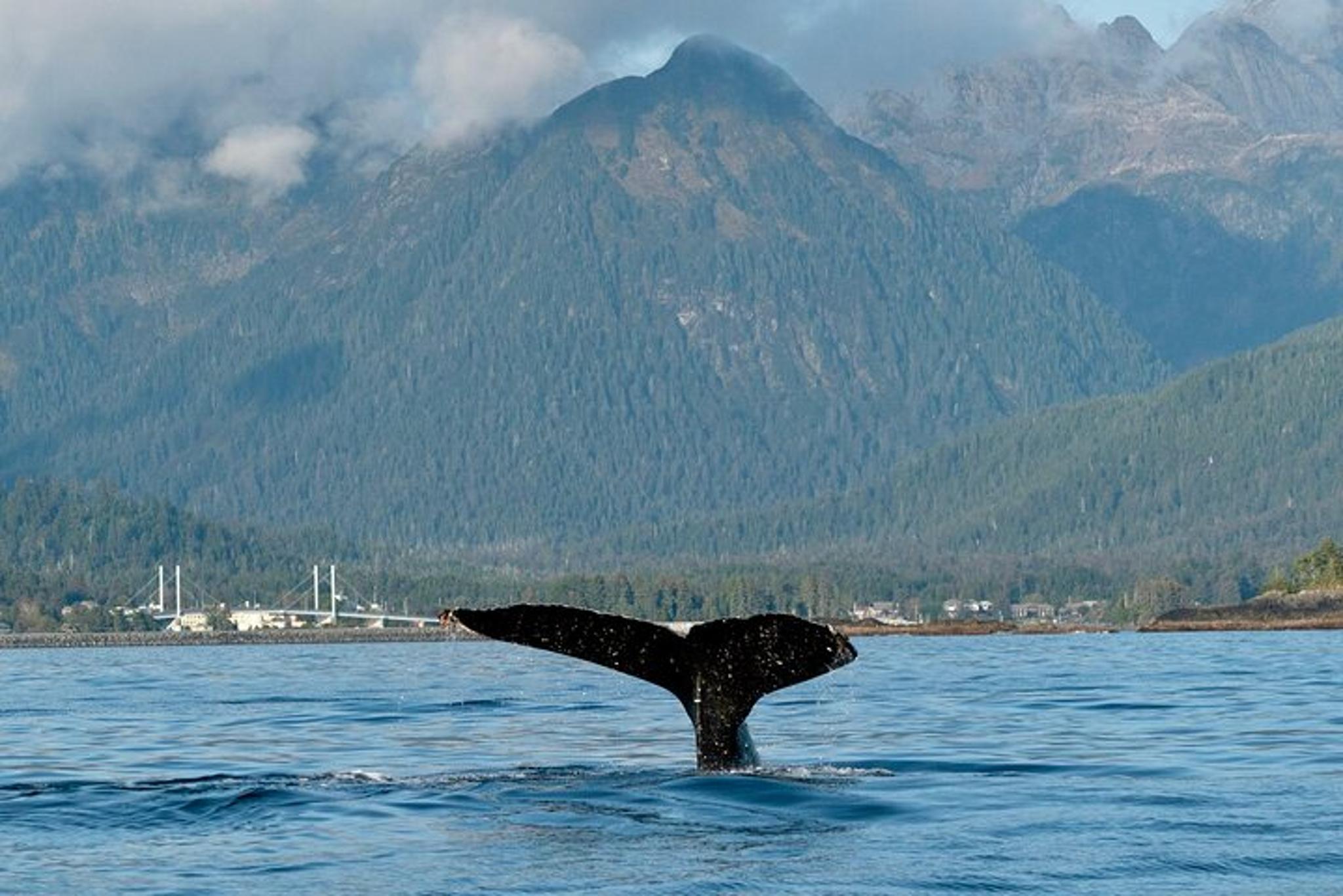 Sitka Marine Life & Seabirds Charter - Image 5