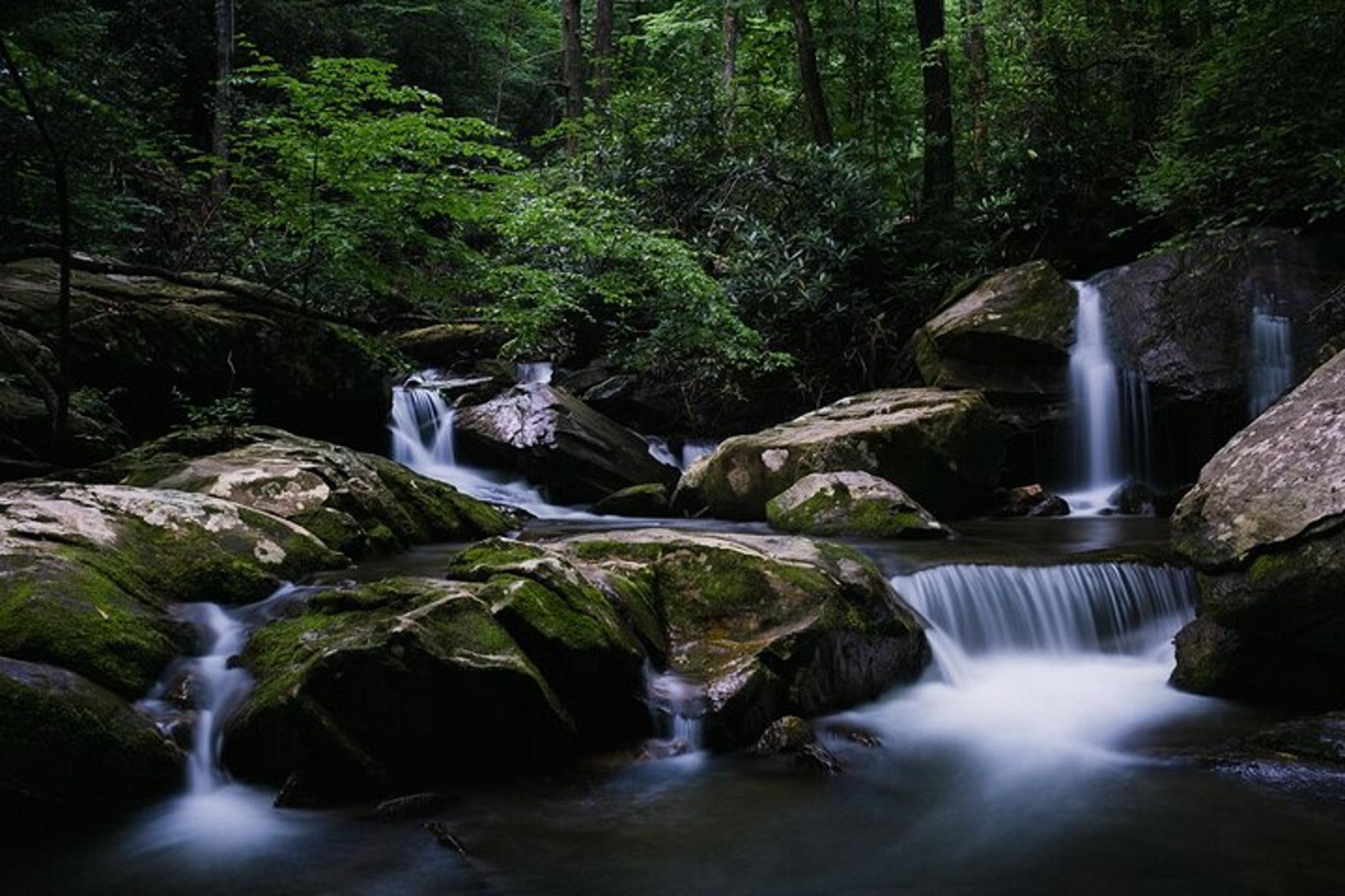 Asheville Nighttime Forest Firefly Hike - Image 4