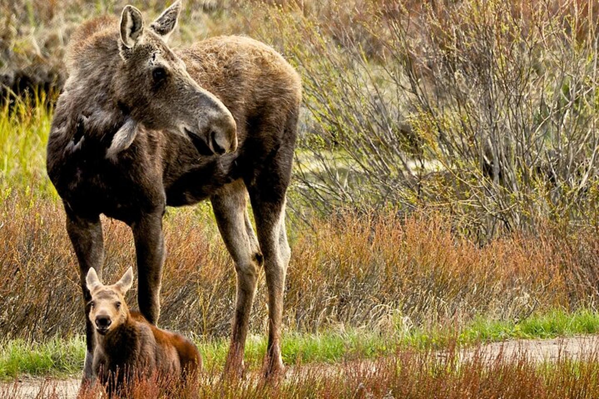 Grand Teton Adventure 8-Hour Tour - Image 3