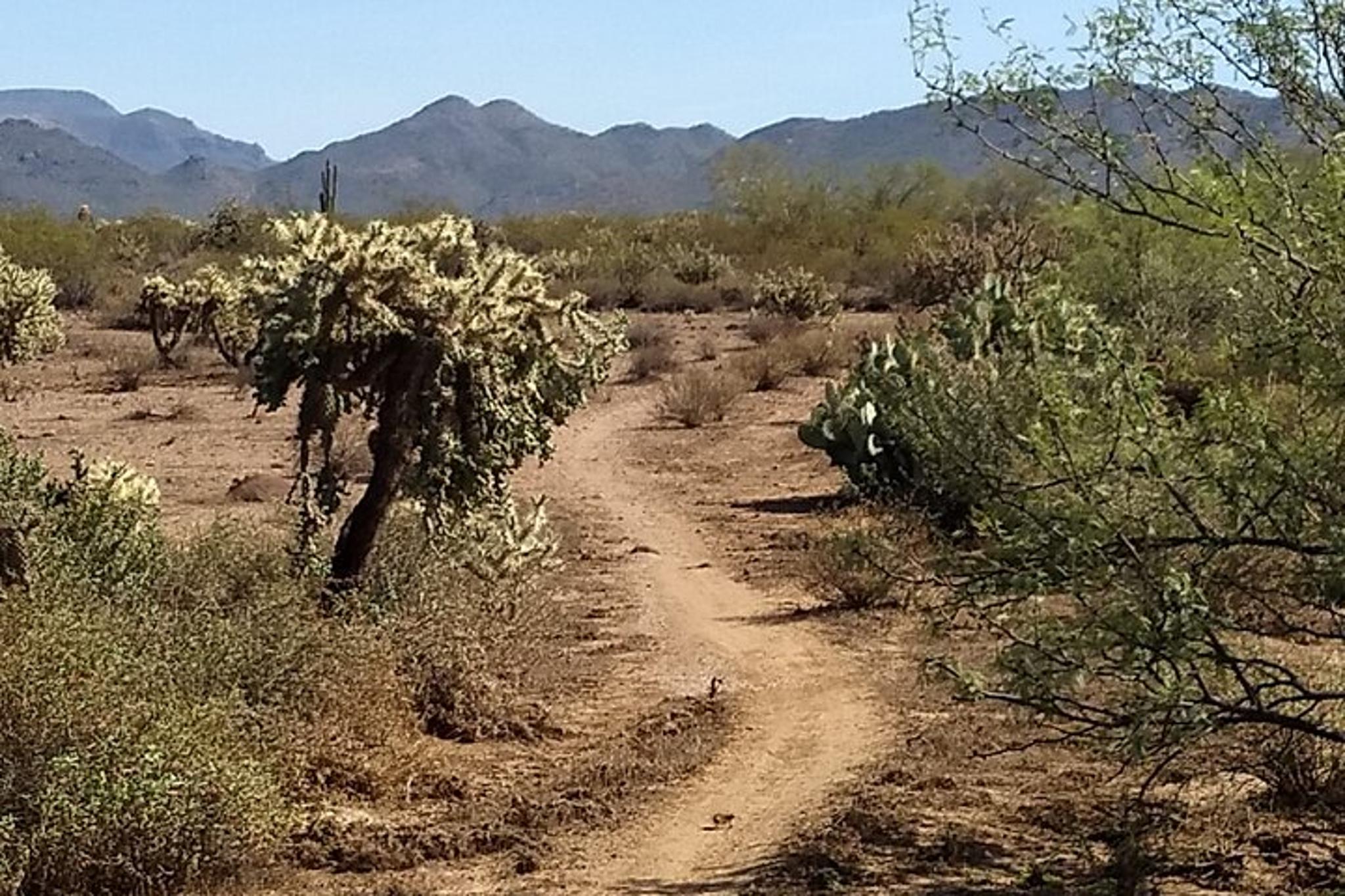 Phoenix Sonoran Preserve E-Bike Tour - Image 2