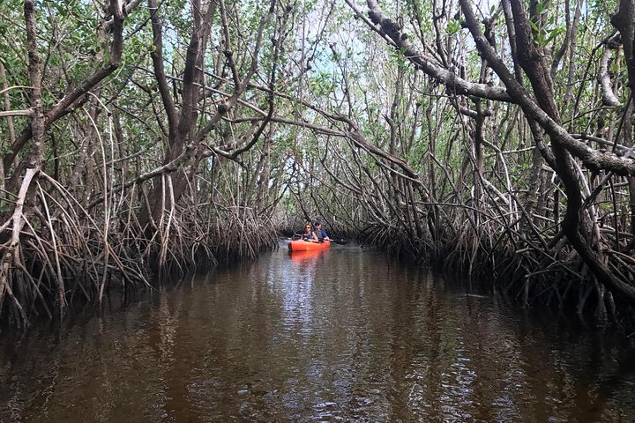 Naples Kayak Tour through Mangrove Tunnels - Image 6