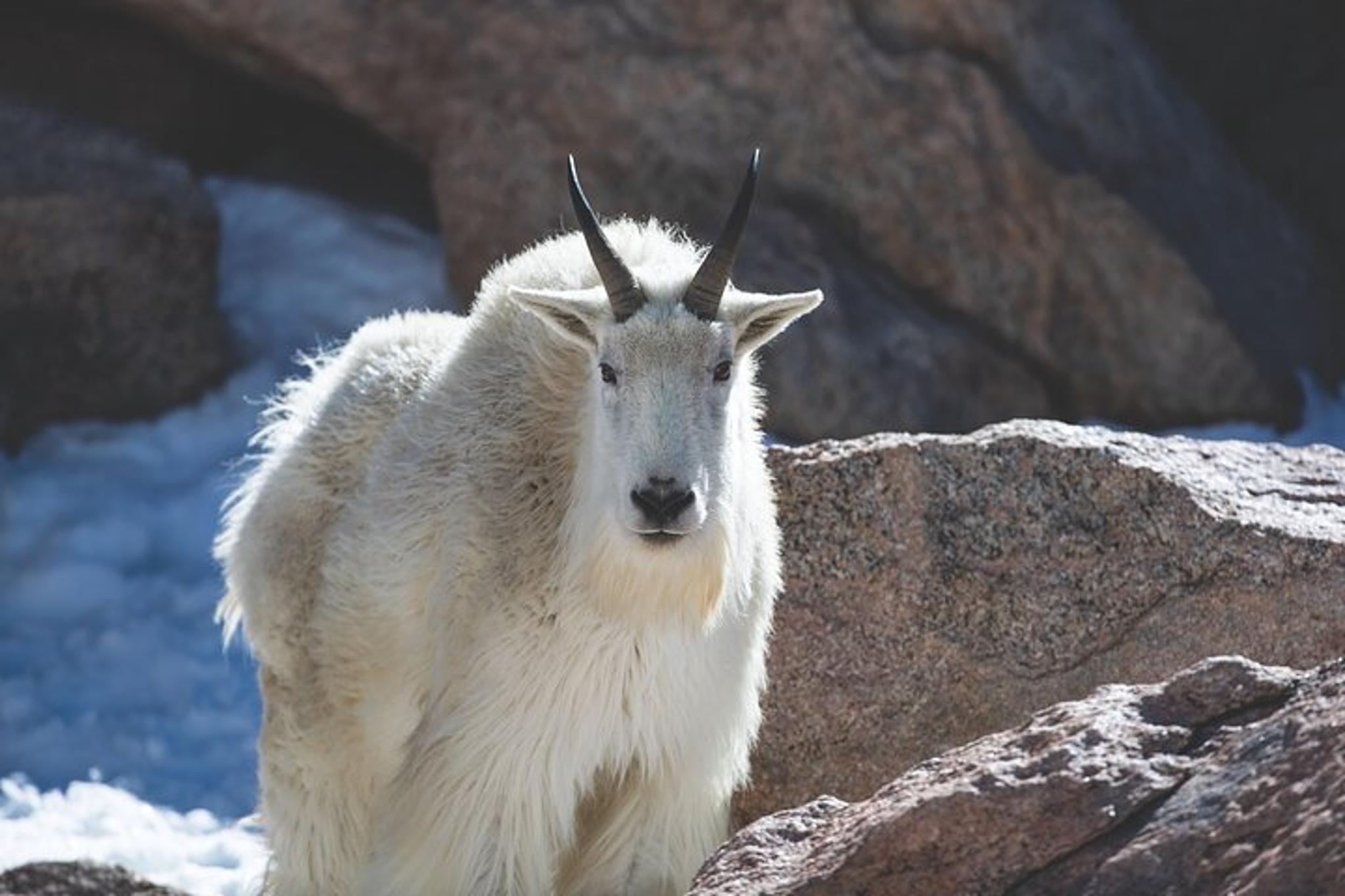 Rocky Mountain National Park Wildlife Tour - Image 4