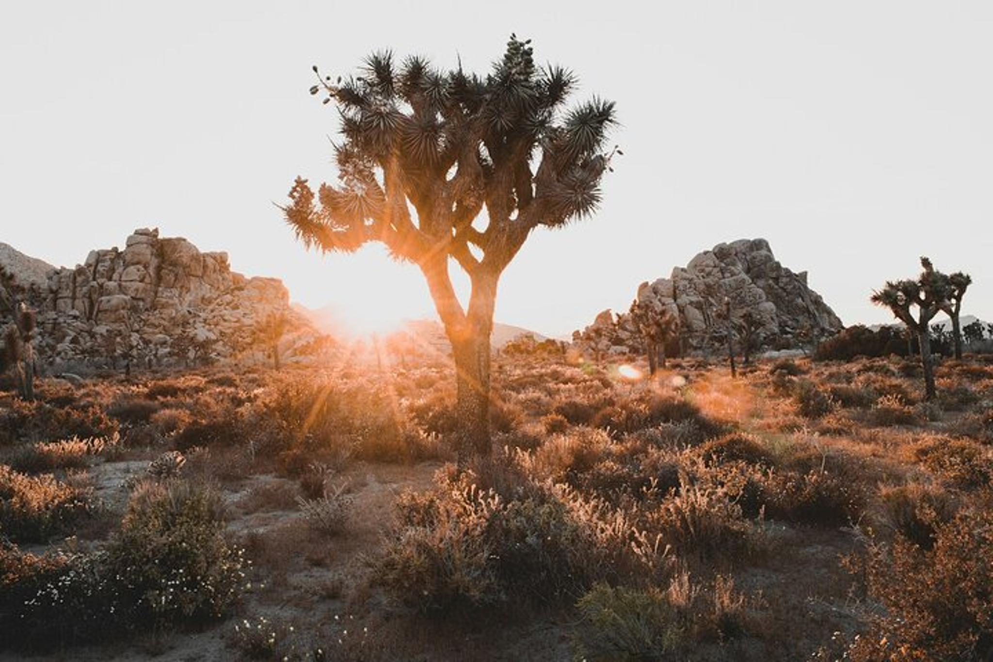 Joshua Tree Sunrise Private Tour & Hike
