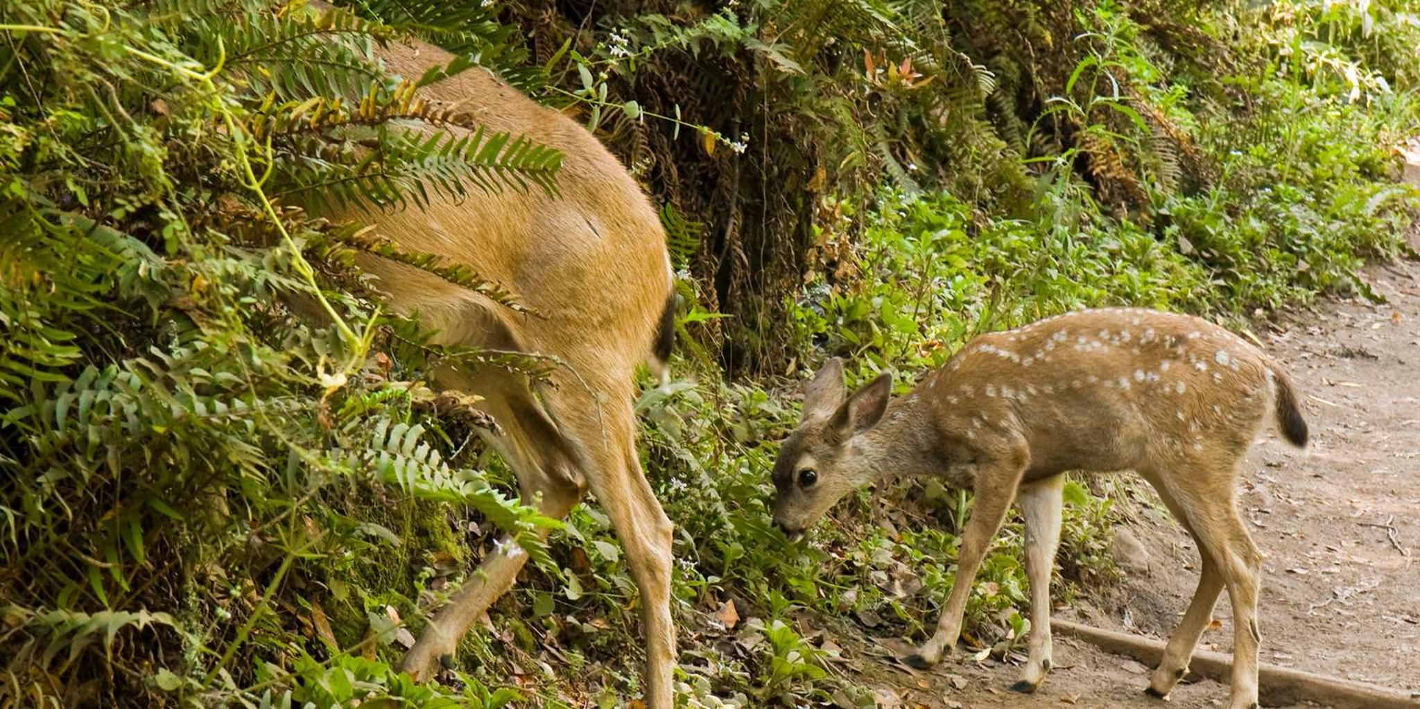 San Francisco Golden Gate Sausalito Muir Woods Tour - Image 5