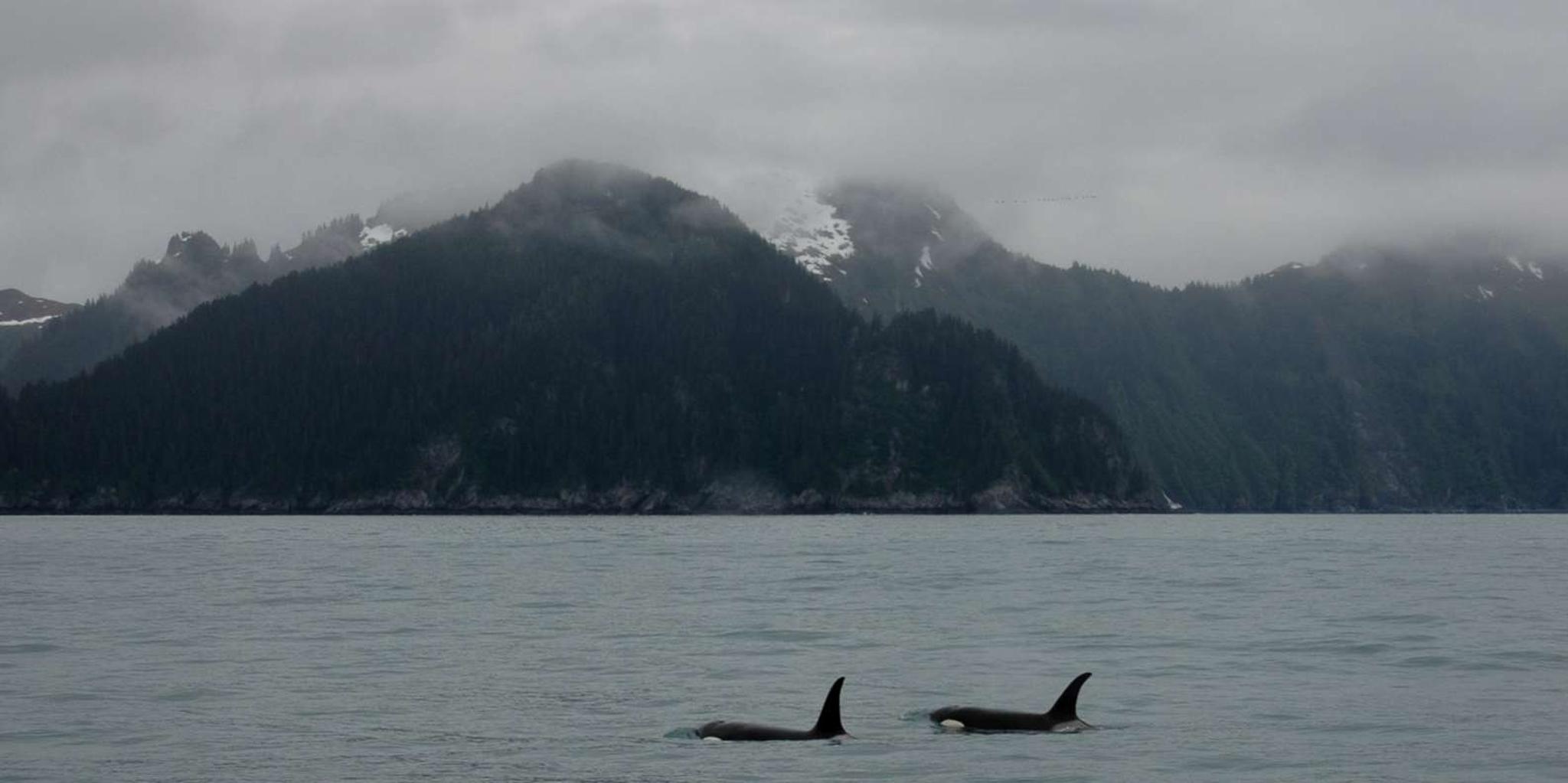 Seward Resurrection Bay Wildlife Cruise 4 hr - Image 5