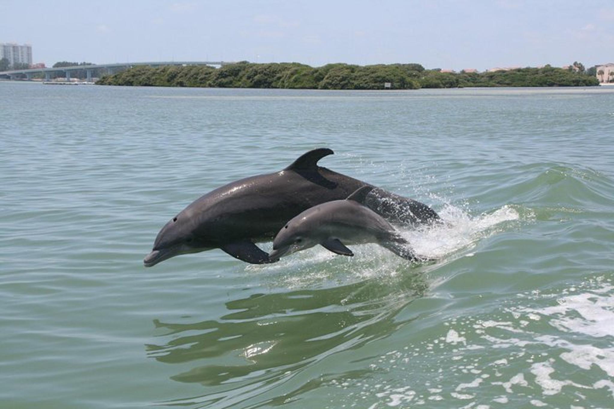 Clearwater Beach Dolphin Adventure - Image 4
