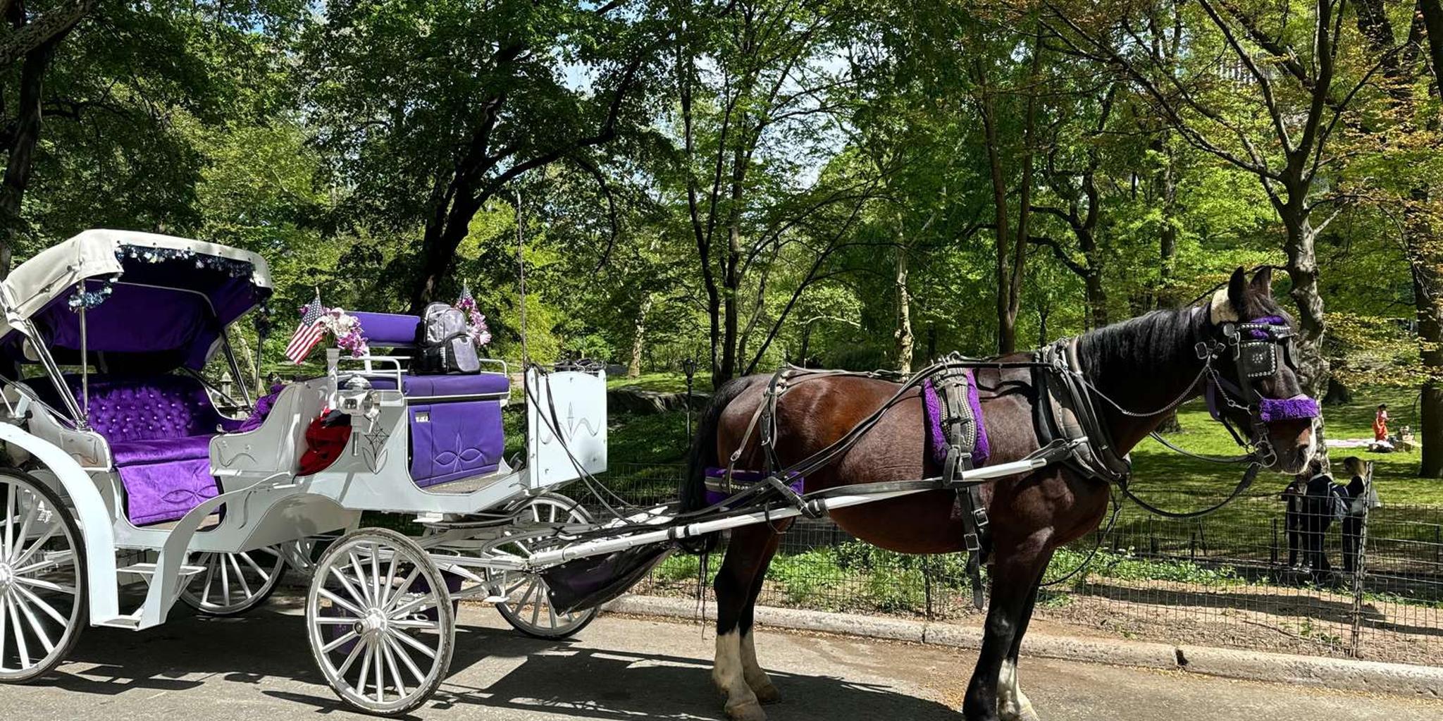 New York City Central Park Horse Carriage Ride - Image 6