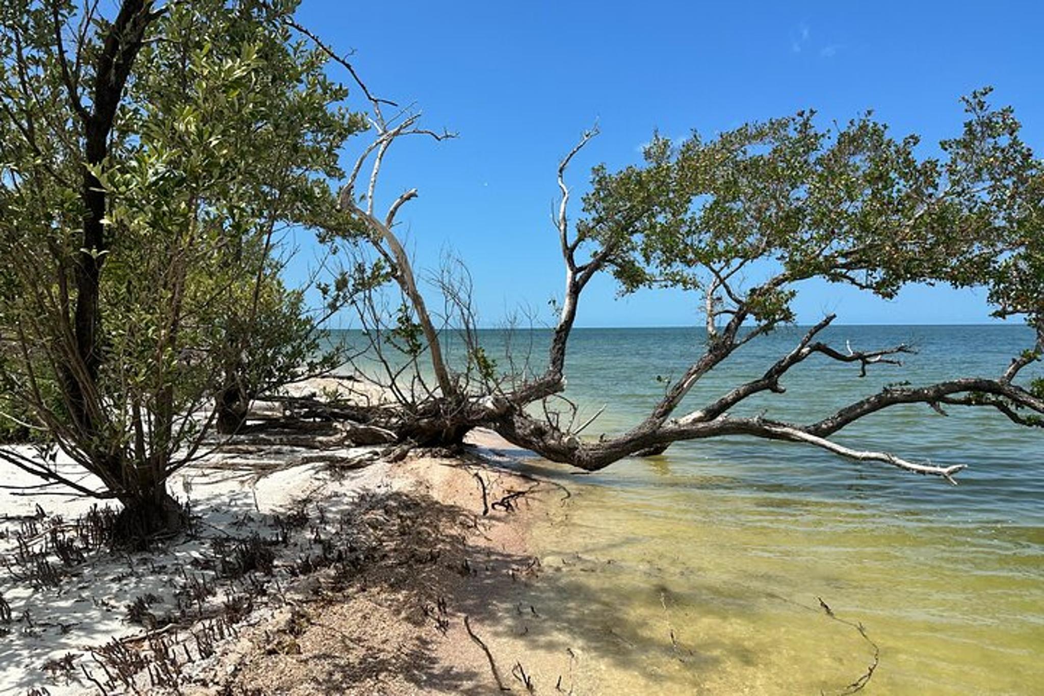 Ten Thousand Islands Beach and Shelling Eco Tour - Image 6