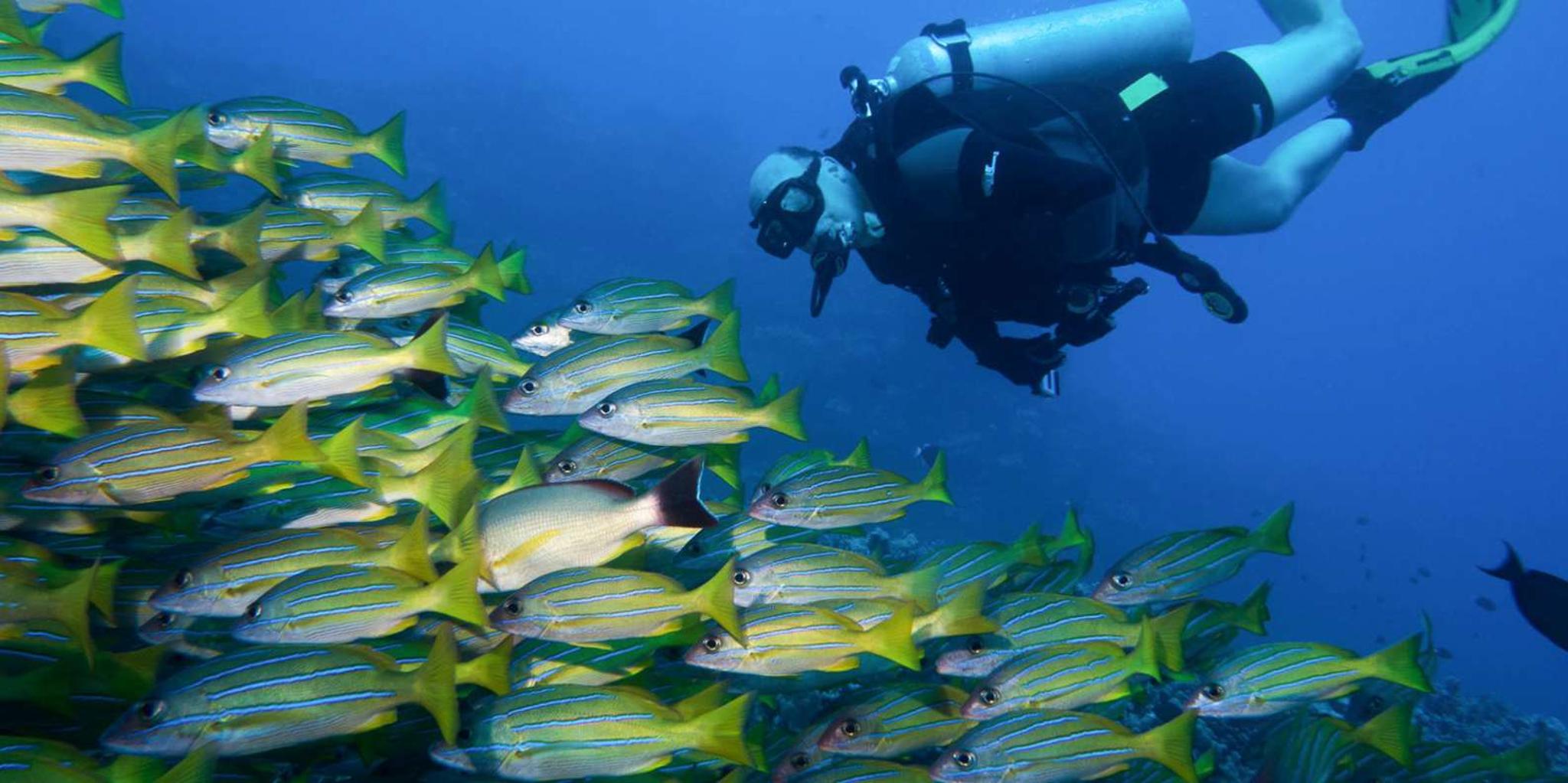 Lahaina Shore Diving Experience - Image 3