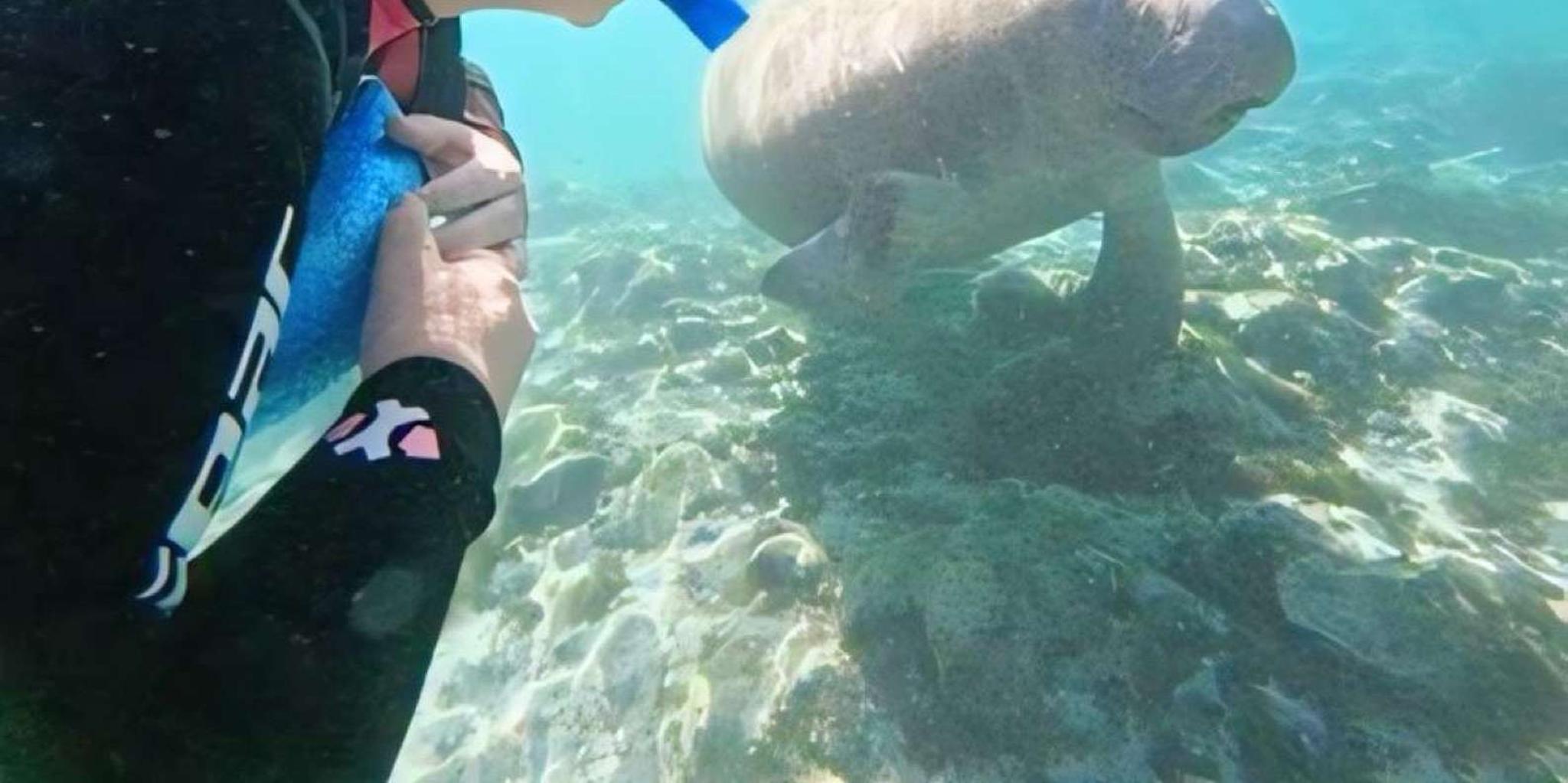 Crystal River Manatee Swim Tour with Heated Boat - Image 6