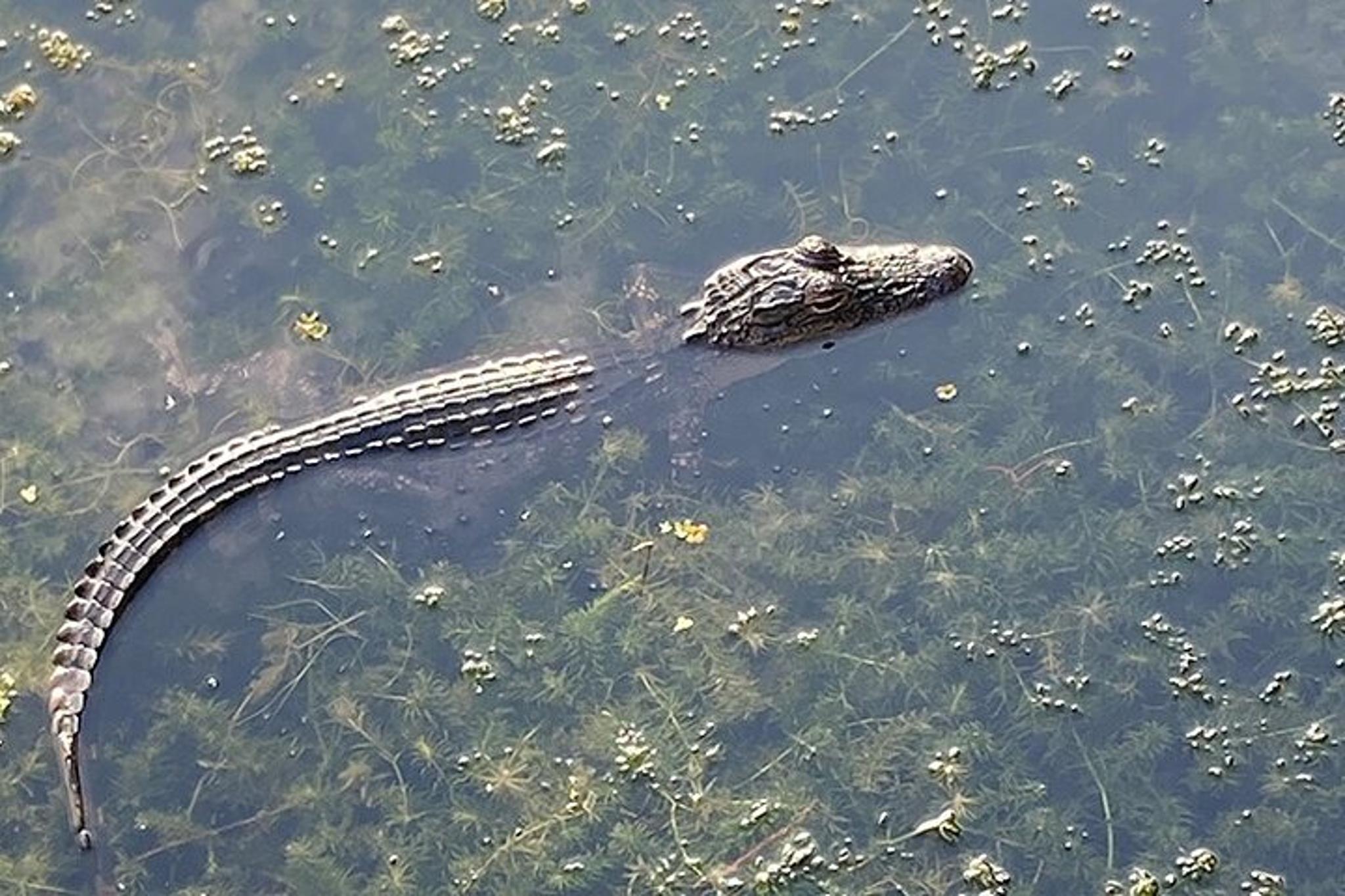 McIntosh Lakeshore Ecotour at Sunrise - Image 2
