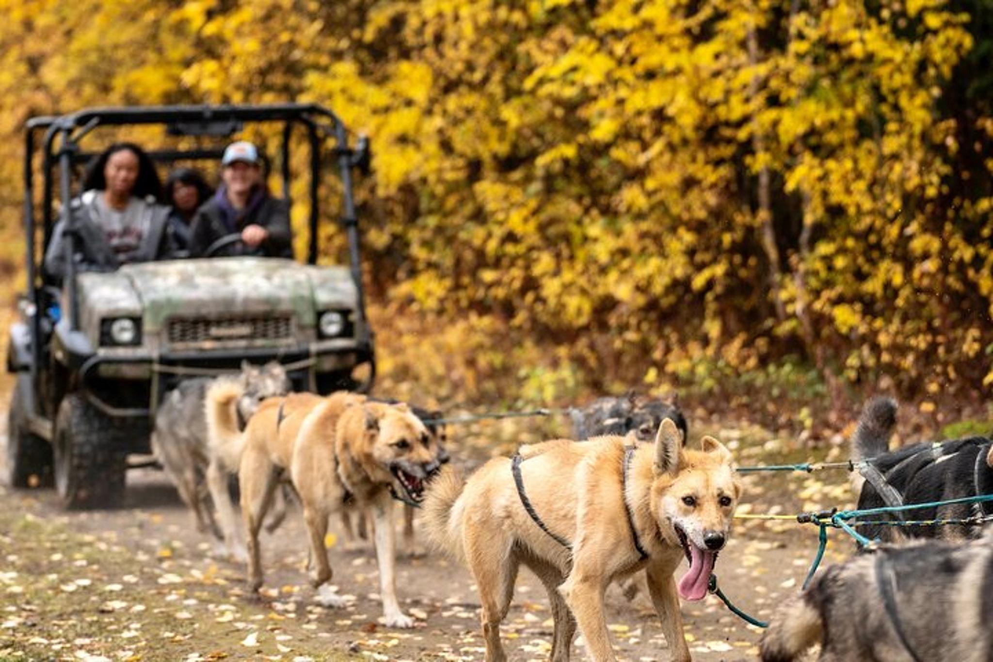 Two Rivers Sled Dog Experience 1 Hour - Image 6