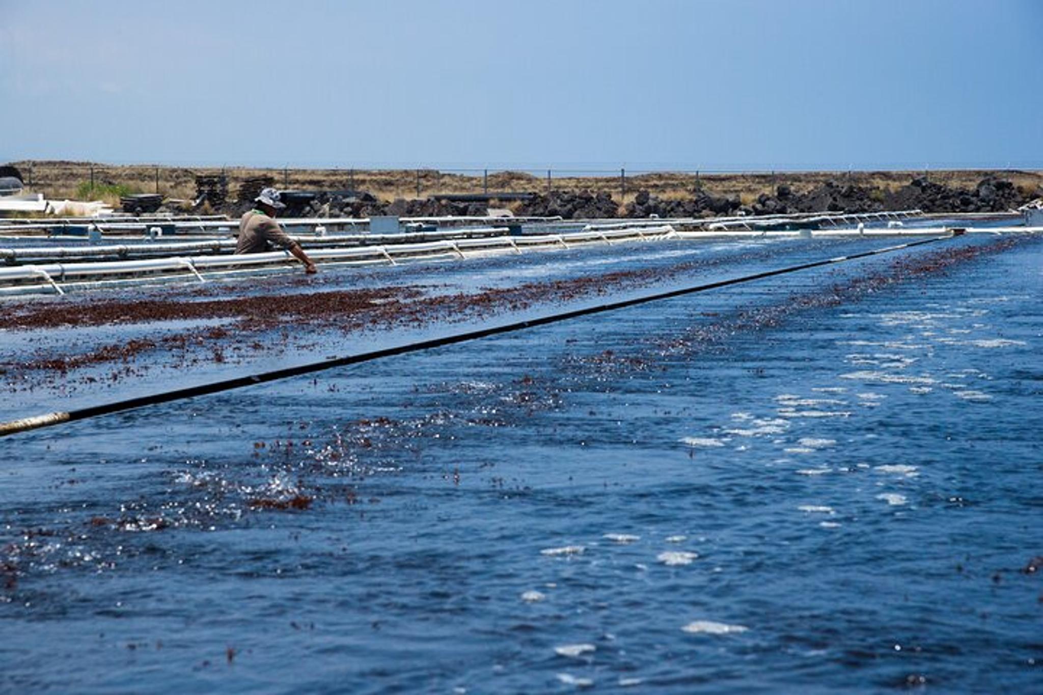 Big Island Abalone Farm Tour - Image 5
