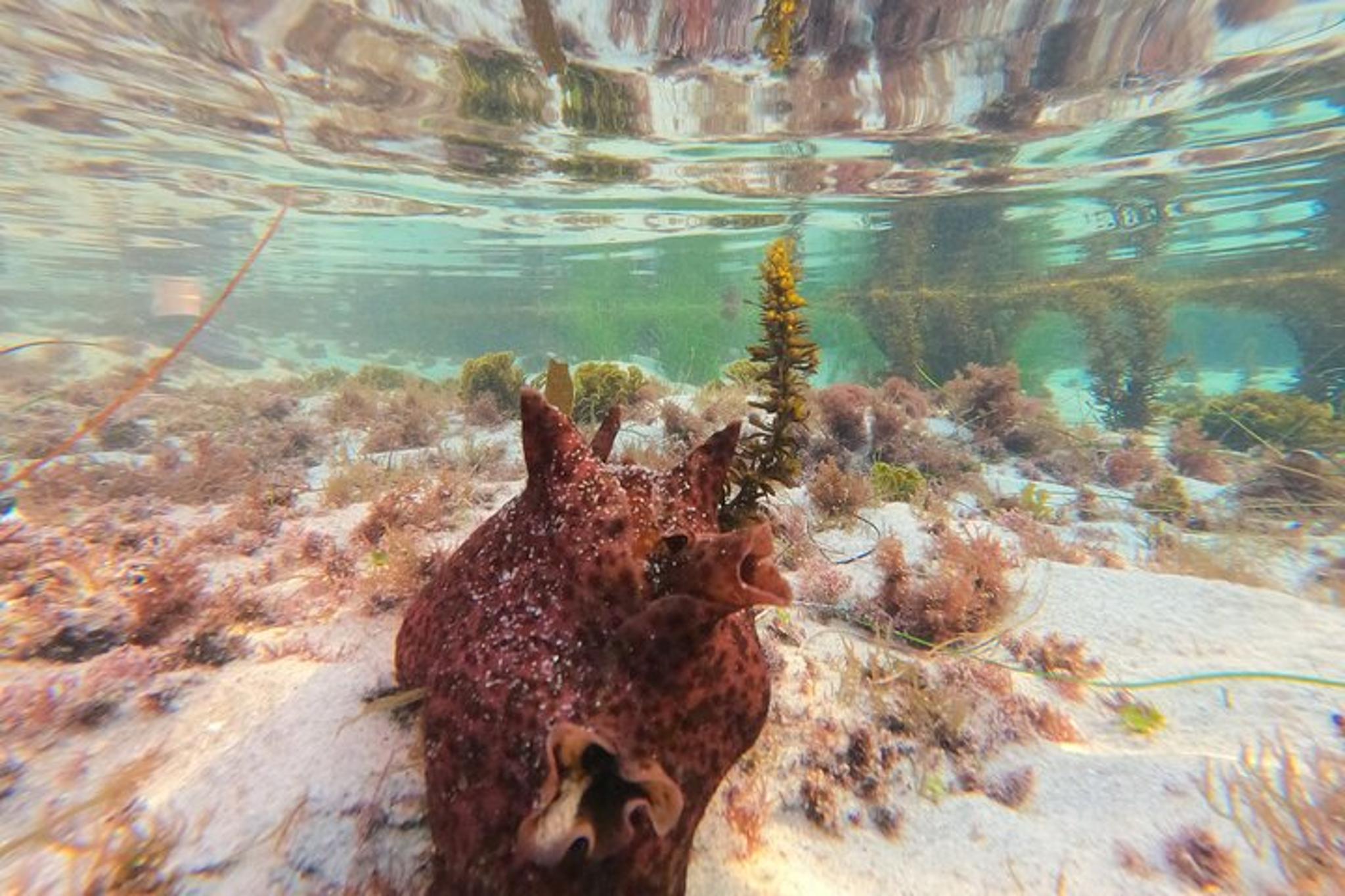 San Diego Tide Pool Tour with Marine Biologist - Image 6