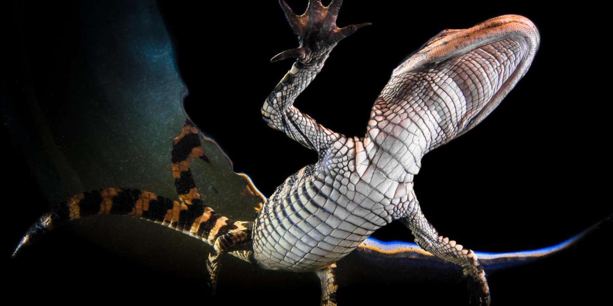 Miami Everglades Airboat and Wildlife Tour