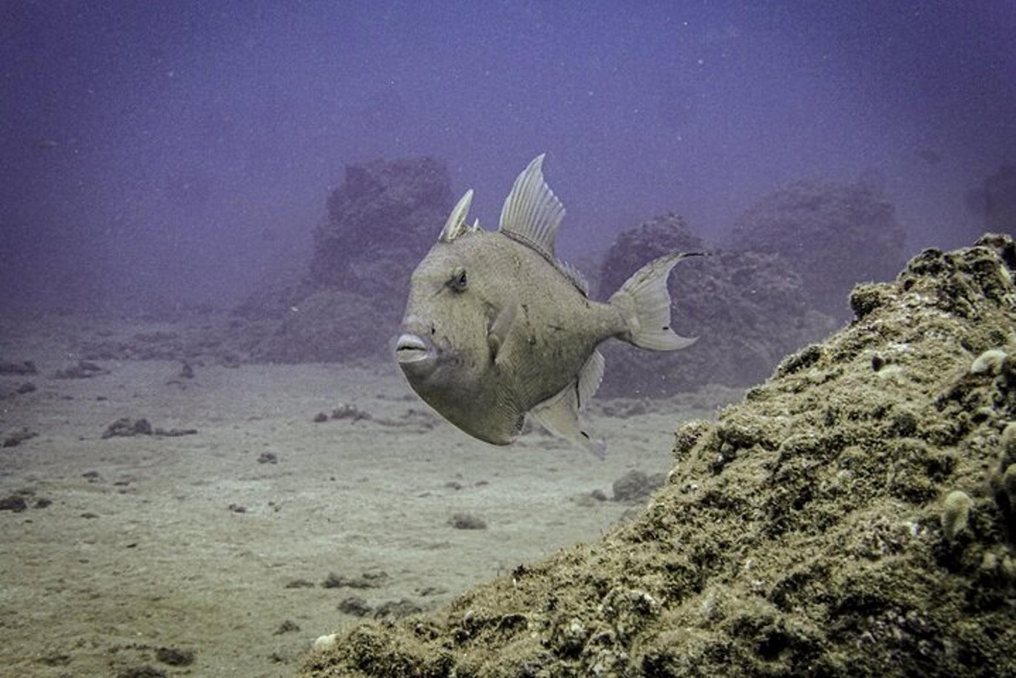 South Maui Scuba Dive Experience - Image 4