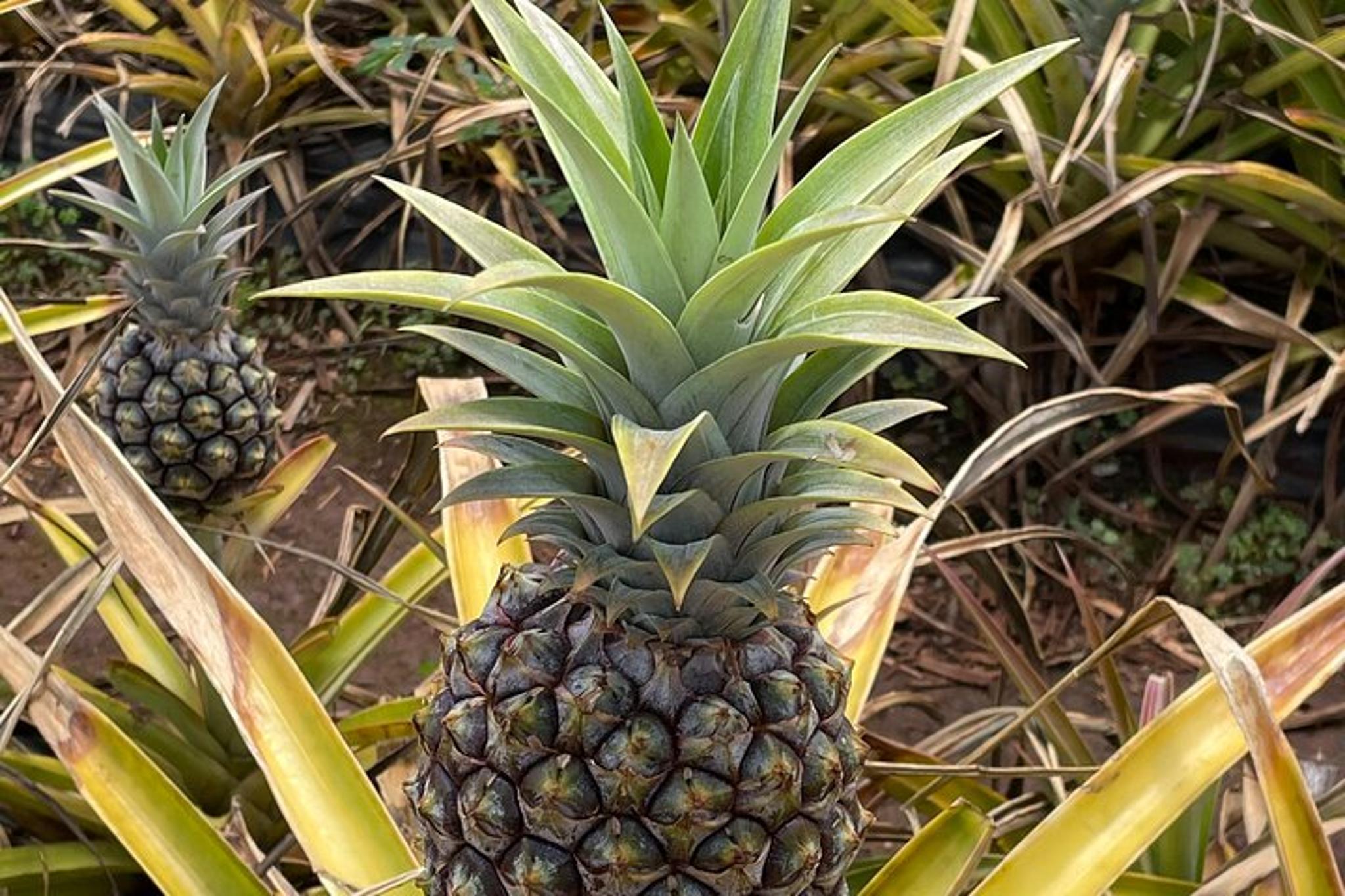 Oahu North Shore Small Group Tour - Image 2