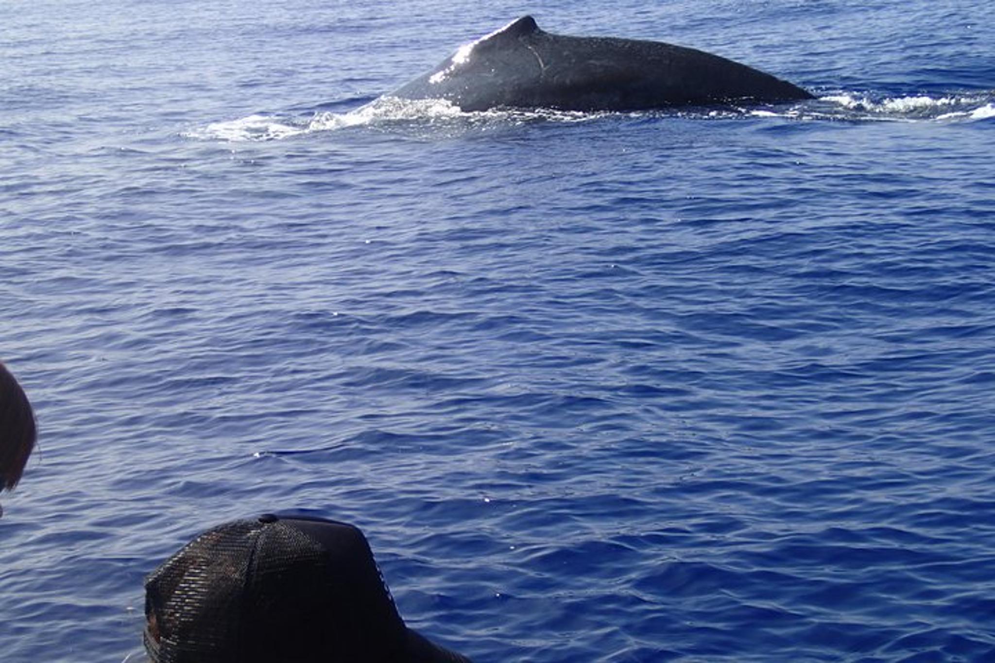 Kailua-Kona Whale Watching Raft Adventure - Image 6
