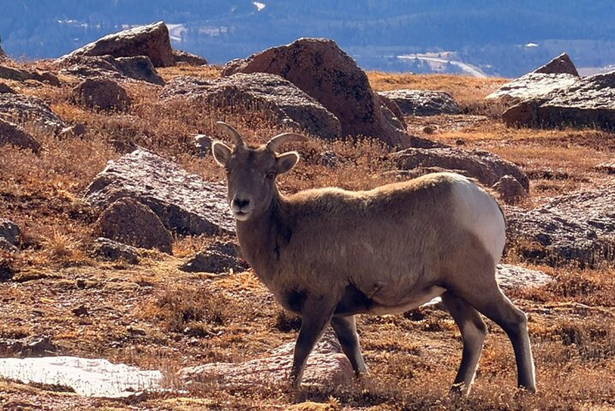 Colorado Springs Pikes Peak & Garden of the Gods Private Tour - Image 3