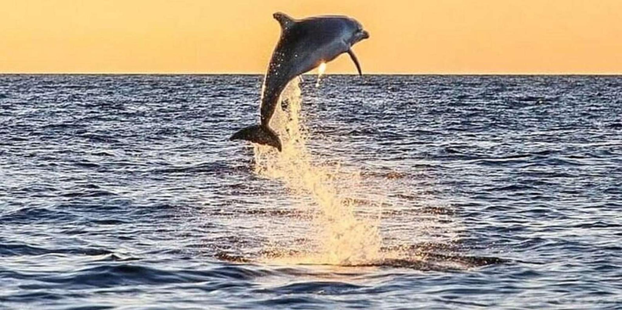 Destin Dolphin Watching Cruise