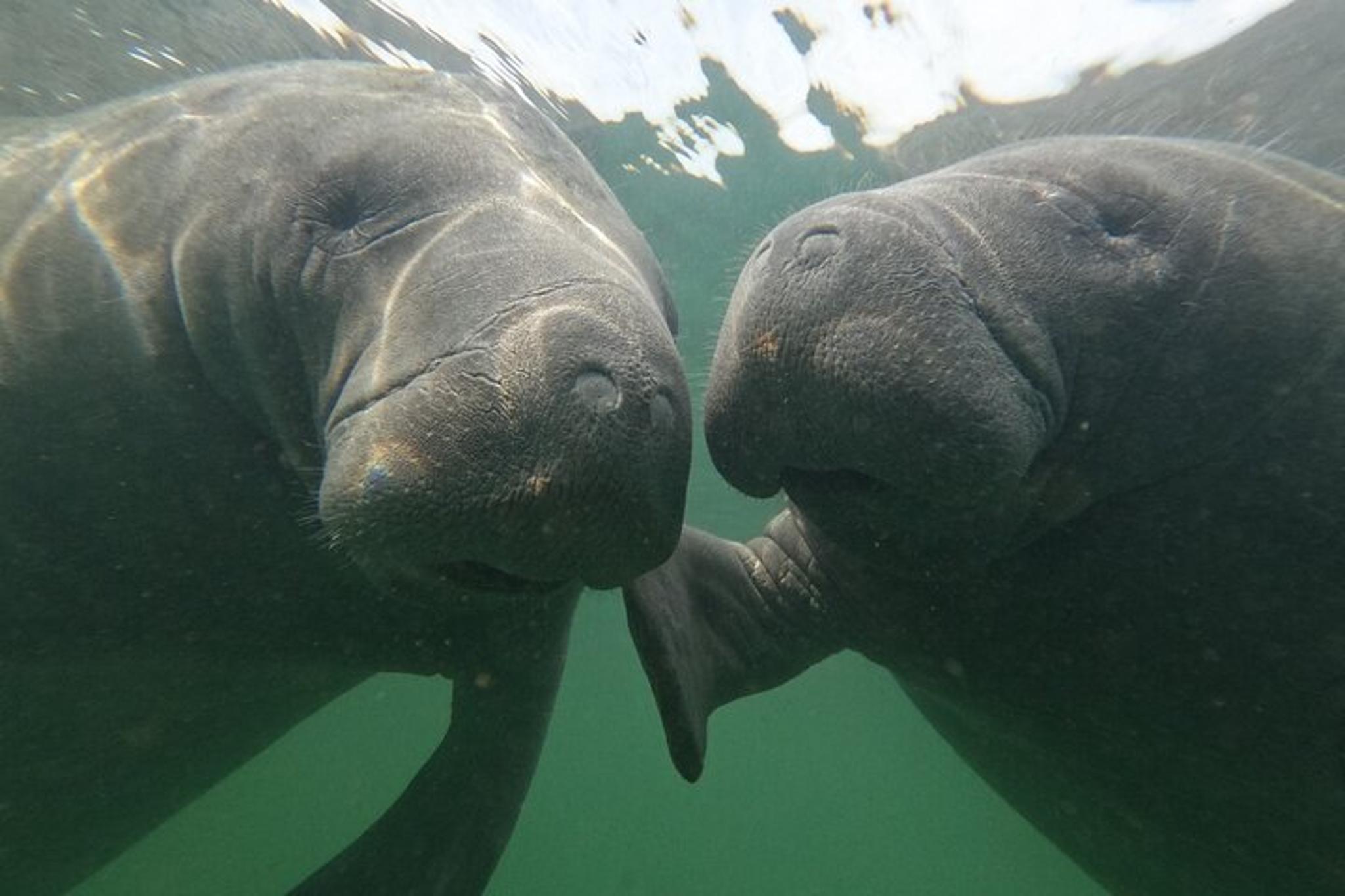 Crystal River Manatee Swim - Image 5